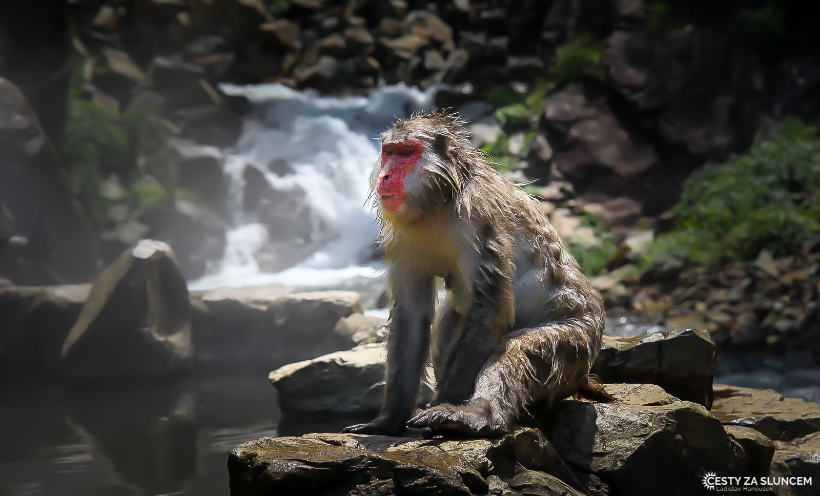 Japonsko - Ladislav Hanousek, Mláďata