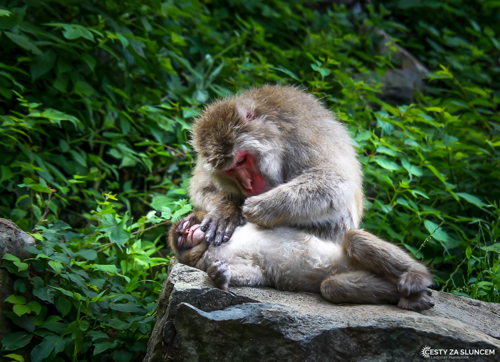 Japonsko - Ladislav Hanousek, Mláďata