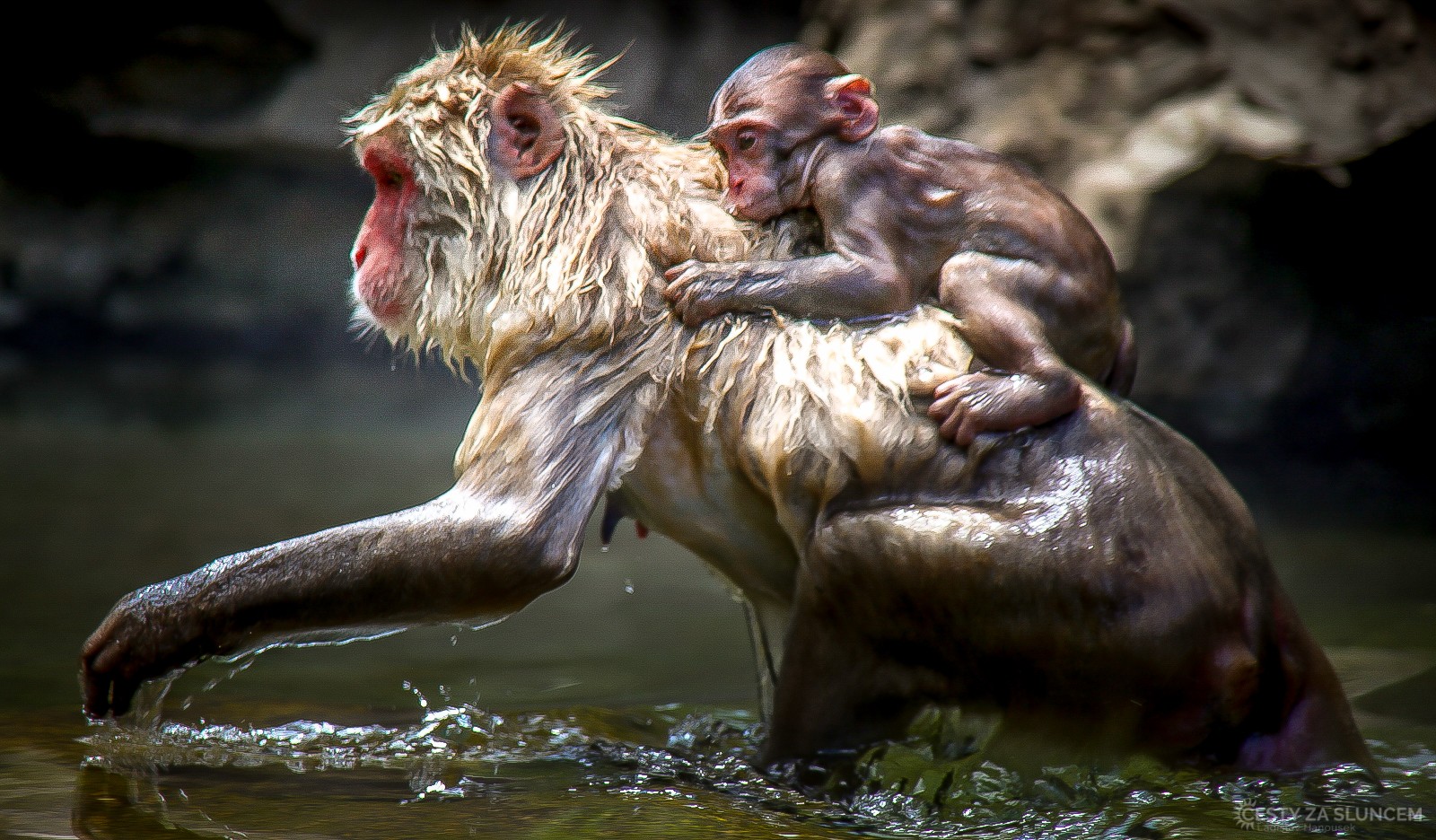 Japonsko - Ladislav Hanousek, Mláďata