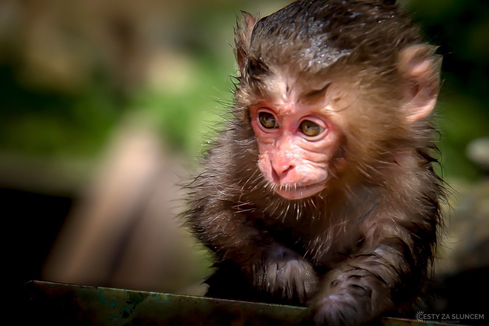 Japonsko - Ladislav Hanousek, Mláďata