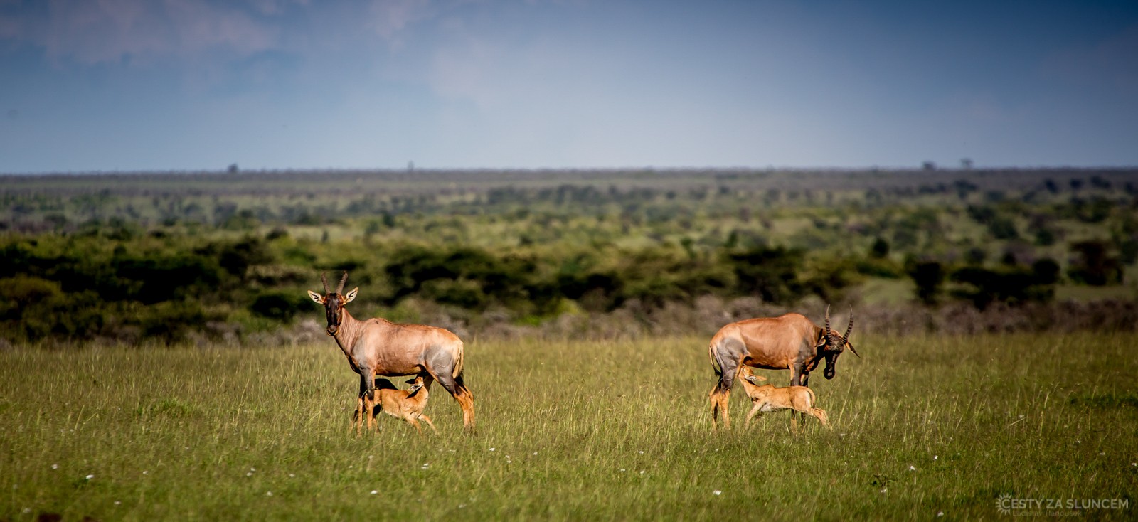 Keňa - Ladislav Hanousek, Mláďata