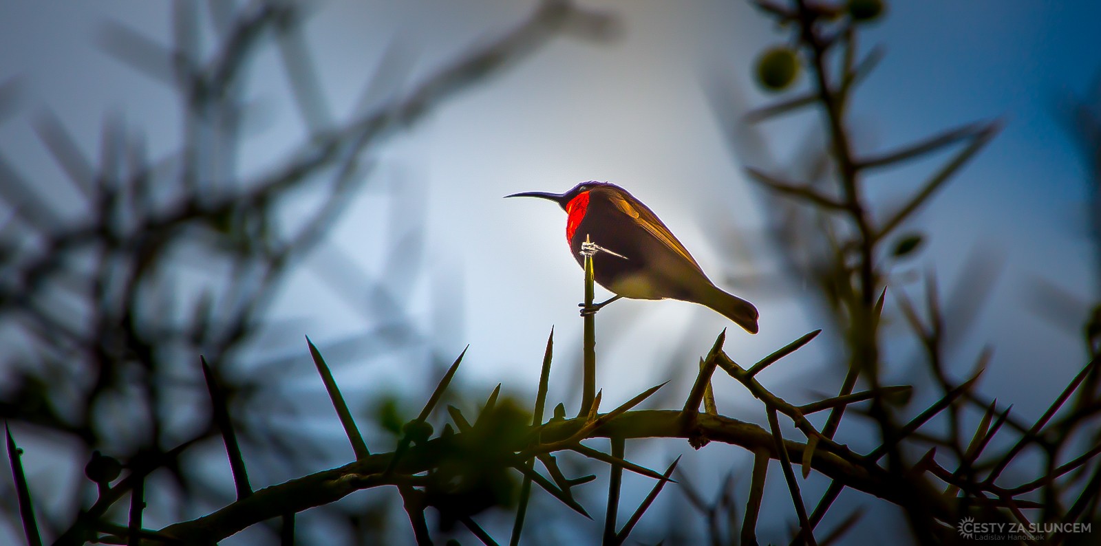 Keňa - Ladislav Hanousek, Ptáci v přírodě
