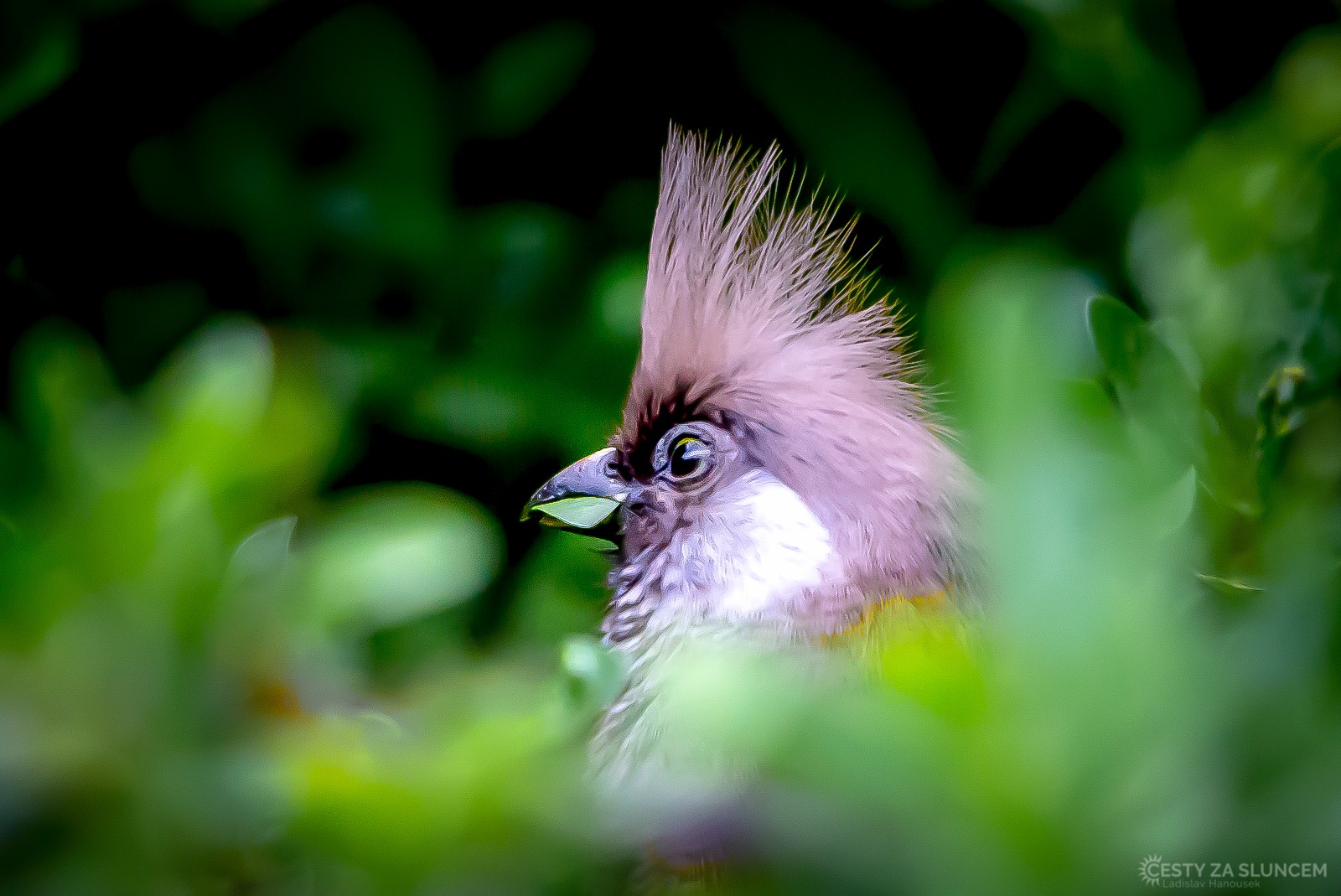 Keňa - Ladislav Hanousek, Ptáci v přírodě