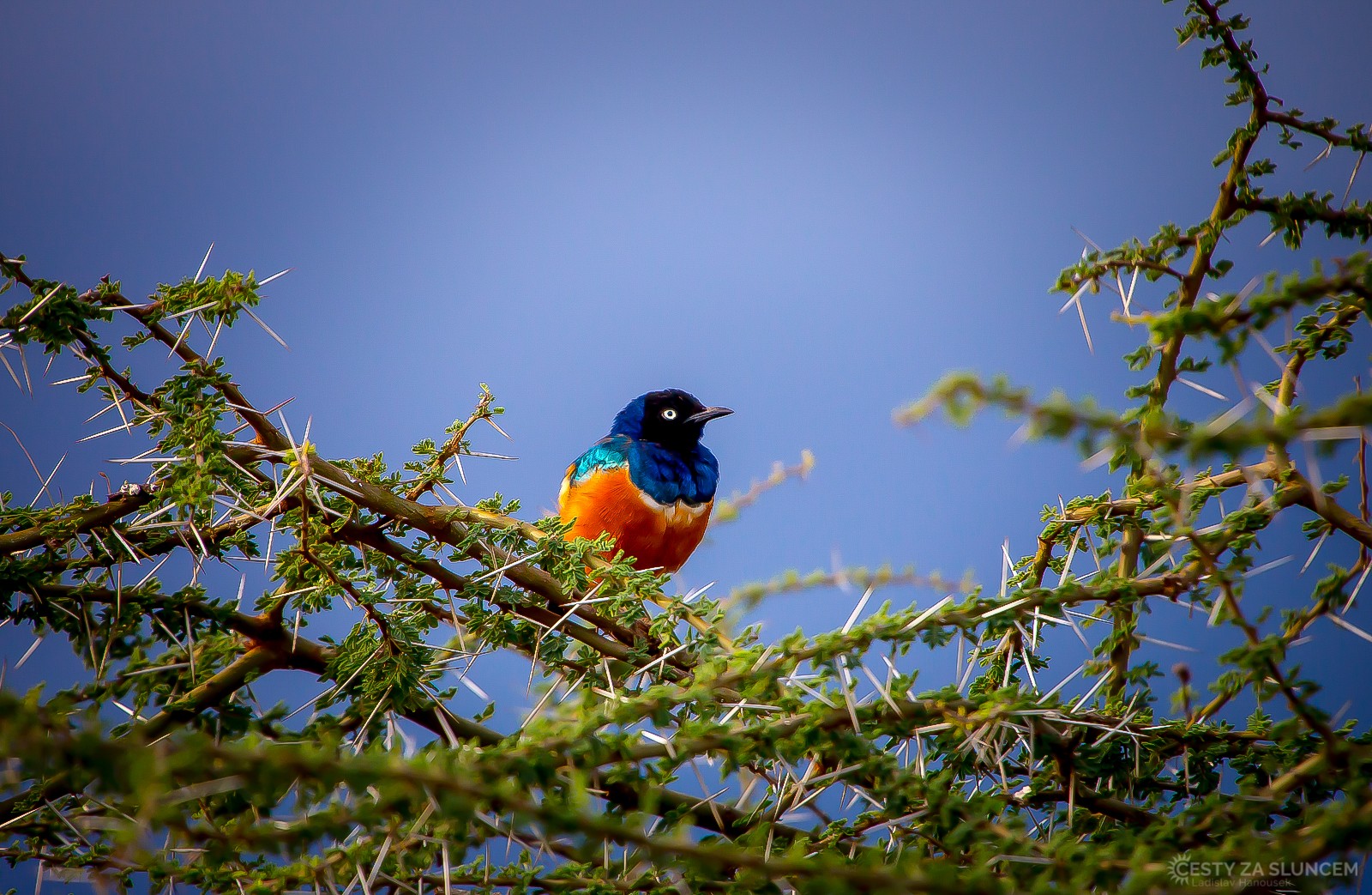 Keňa - Laskoptev tříbarevná - Ladislav Hanousek, Ptáci v přírodě