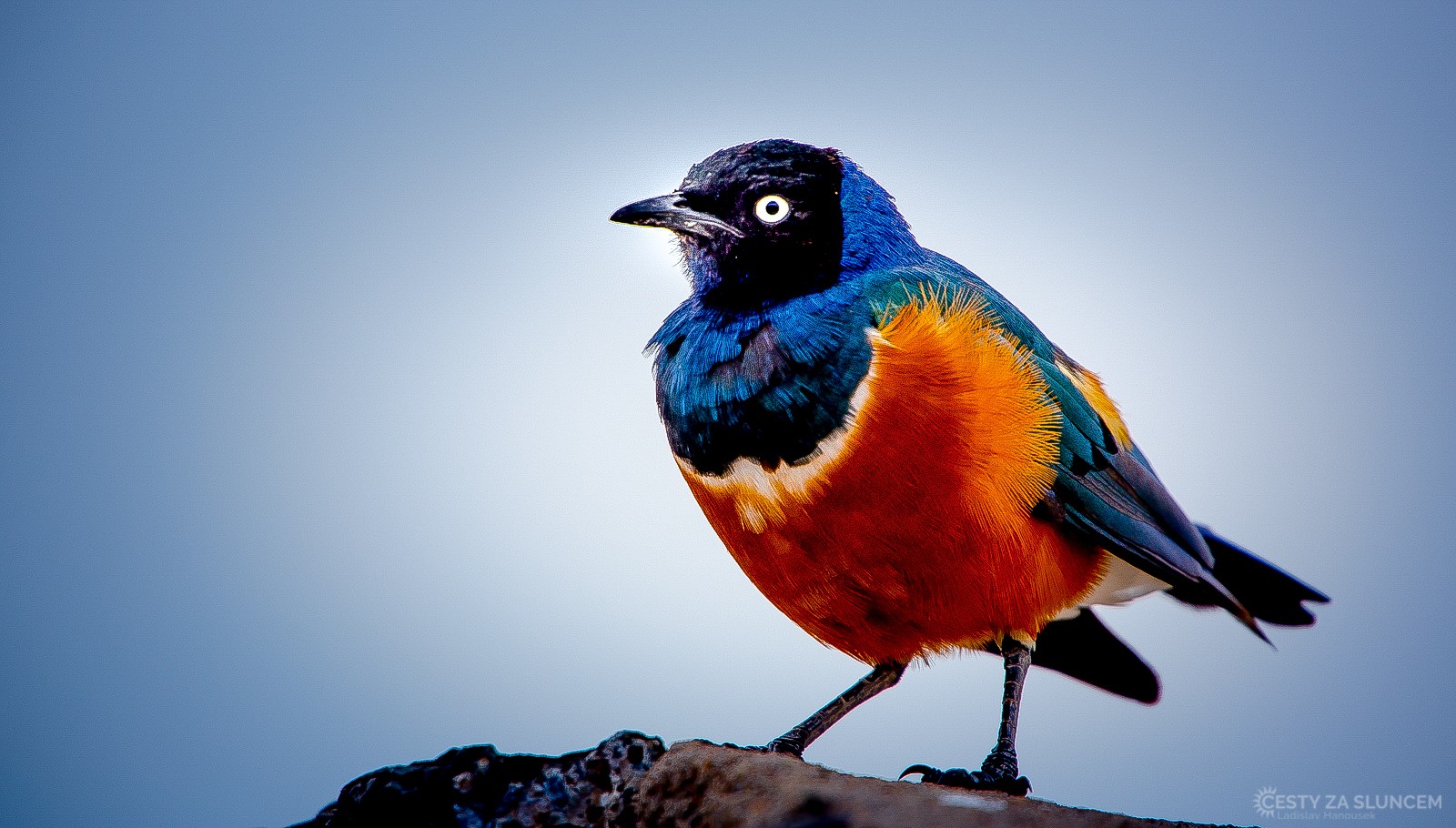 Keňa - Ladislav Hanousek, Ptáci v přírodě