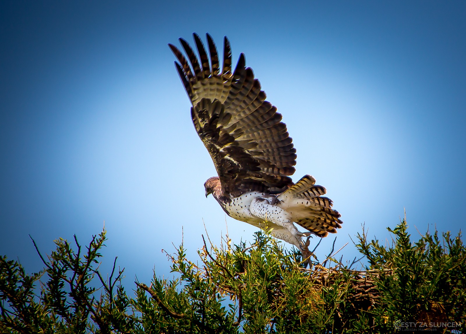 Keňa - Ladislav Hanousek, Ptáci v přírodě