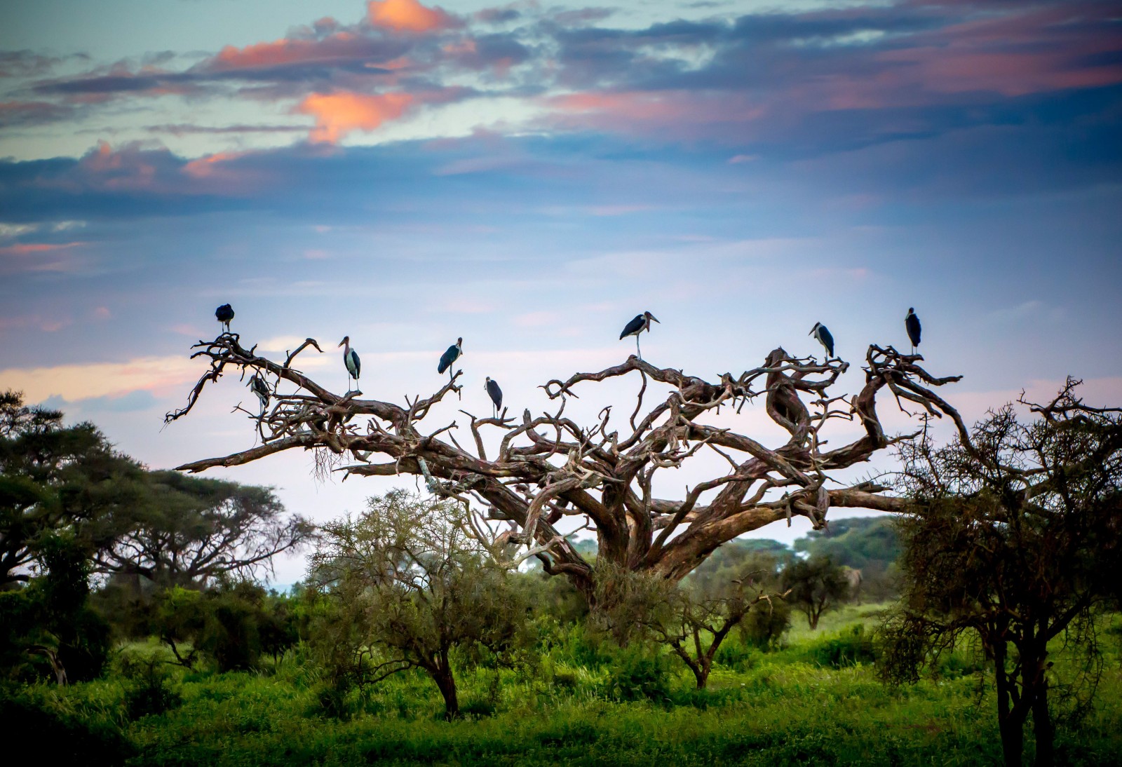 Keňa - Ladislav Hanousek, Ptáci v přírodě