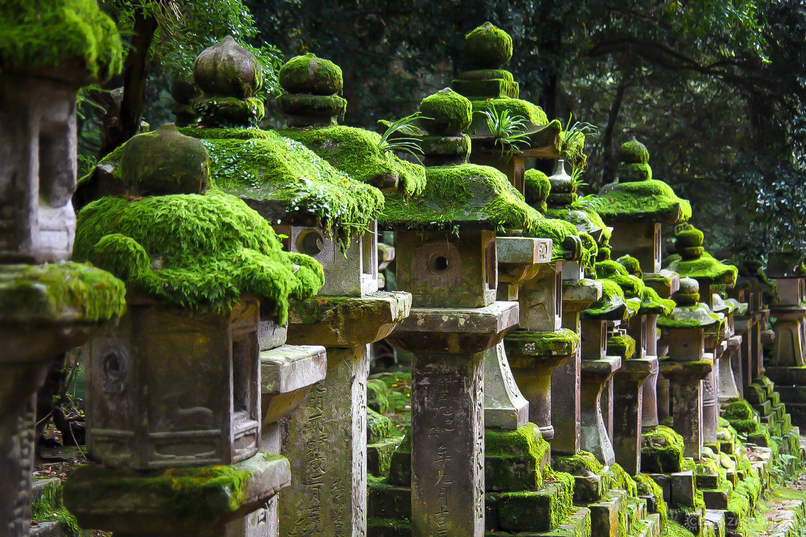 Nara, zahrada u šintoistické svatyně Kasuga. - Ladislav Hanousek, Japonsko