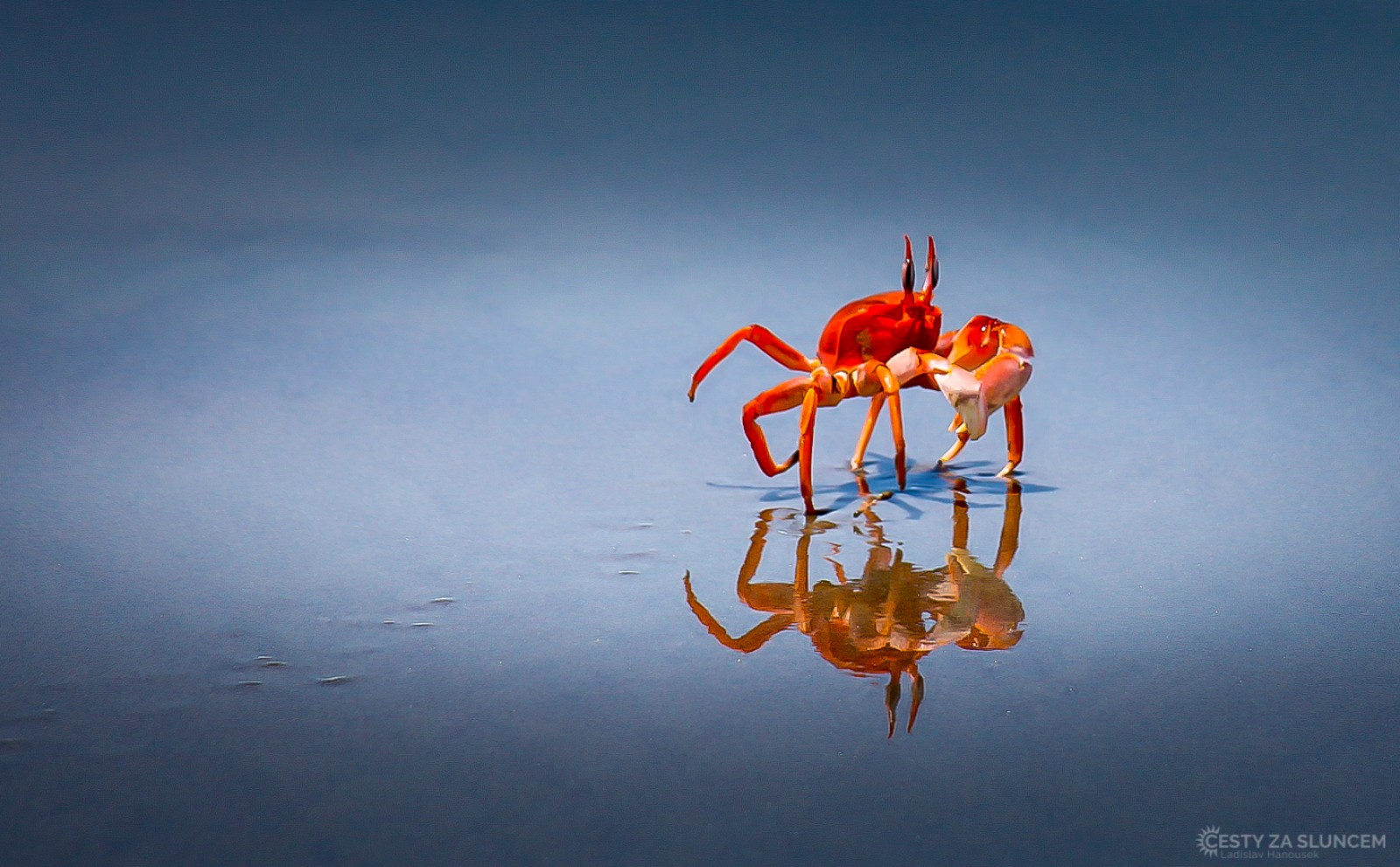 Pobřeží v oblasti Gran Tablazo de Ica je v listopadu plné krabů. - Ladislav Hanousek, Peru