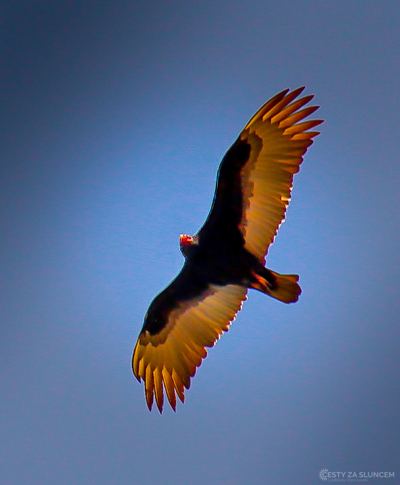 Cañon del Colca. Vyhlídka Mirador Cruz del Condor je považována za nejlepší místo k pozorování kondorů na světě. - Ladislav Hanousek, Peru