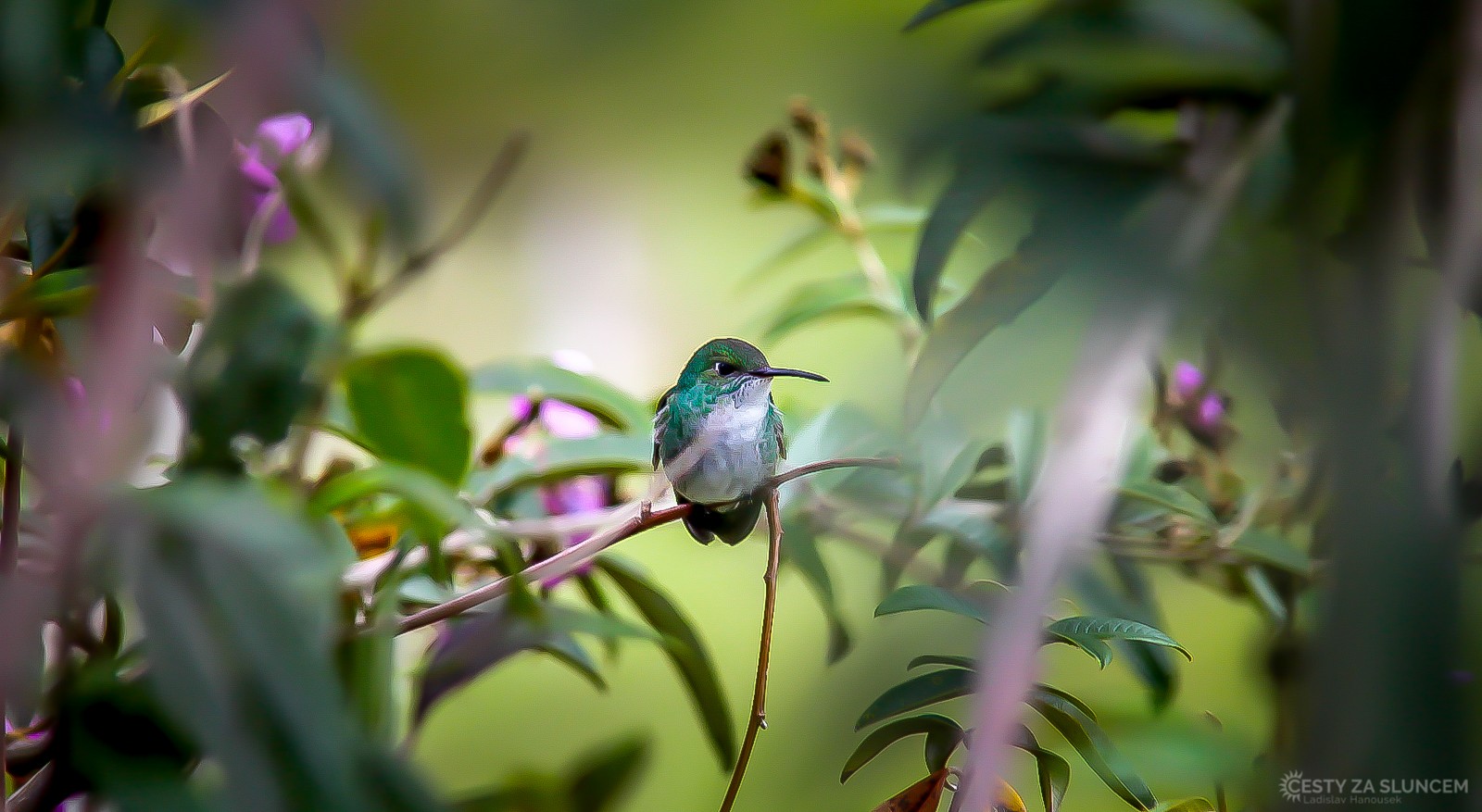 Kolibřík u města Cusco. - Ladislav Hanousek, Peru
