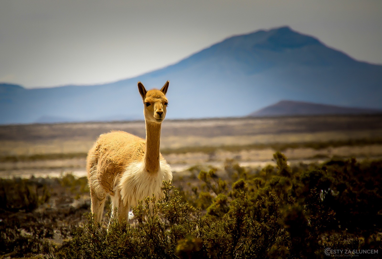 Alpaka v horách Cordillera de Chilla. - Ladislav Hanousek, Peru