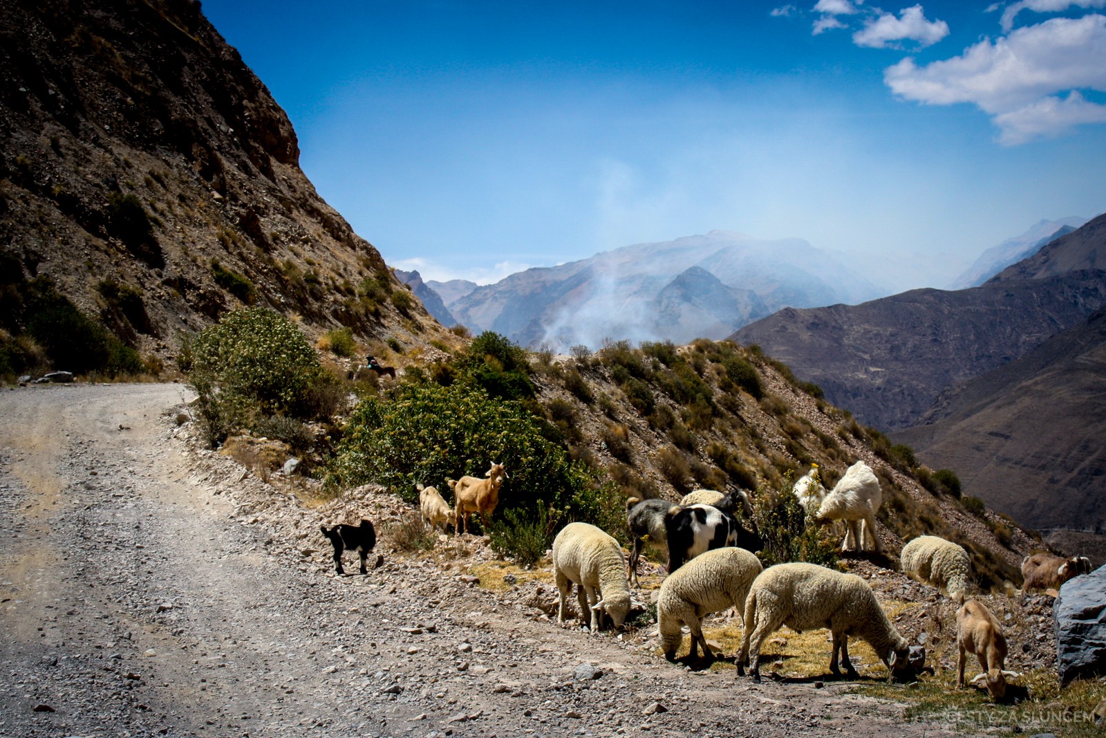 Ovce. lamy, hluboká údolí a průzračný vzduch, to je typické Peru. - Ladislav Hanousek, Peru