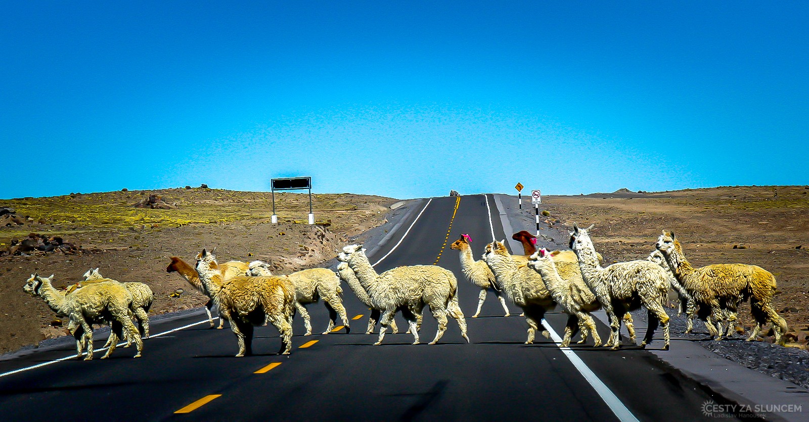 Typický obrázek z Peru: lamy na silnici, tentokrát mezi Cusco a Machu Picchu. - Ladislav Hanousek, Peru