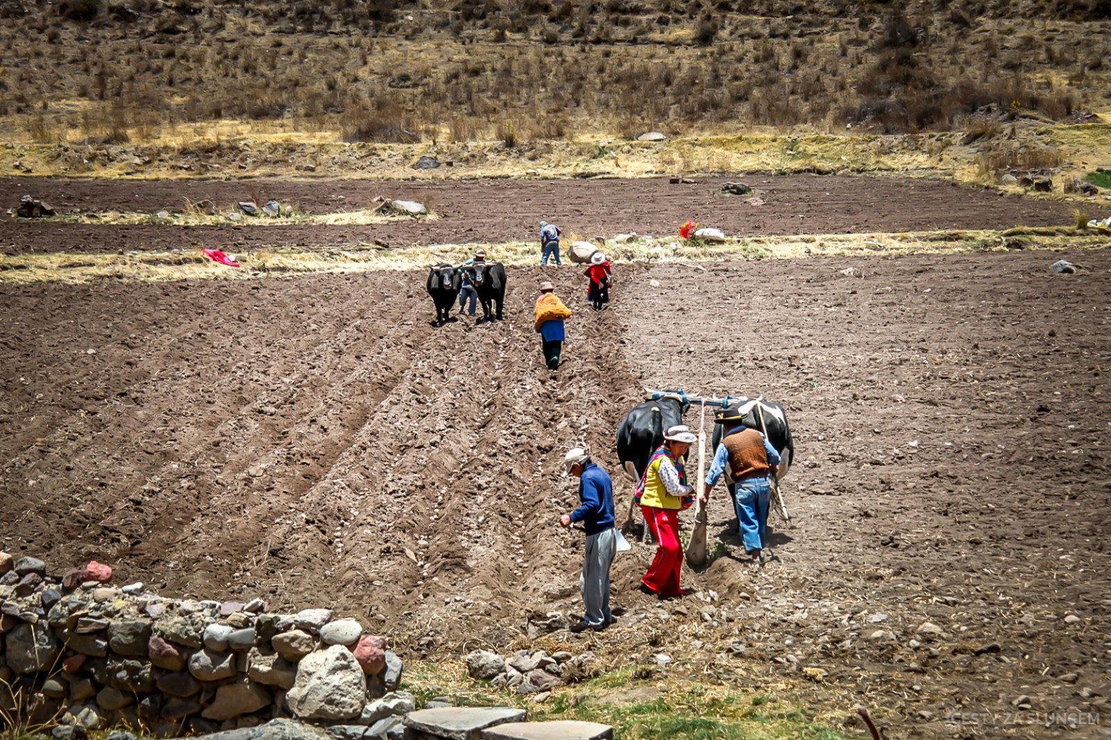 Tradiční zemědělství v Cañon del Colca. - Ladislav Hanousek, Peru