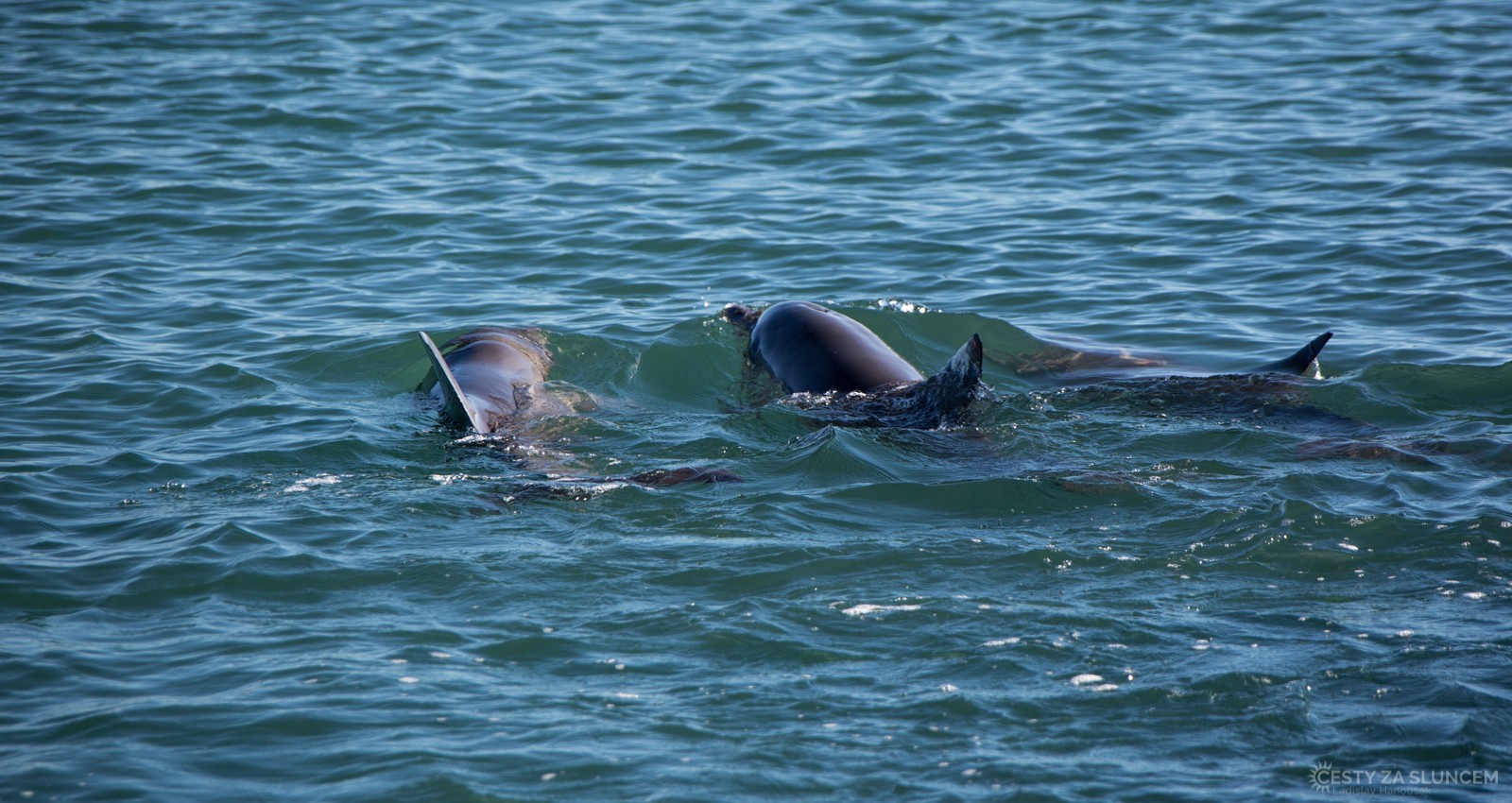 Delfíni v  Monkey Mia - Ladislav Hanousek, Západní Austrálie