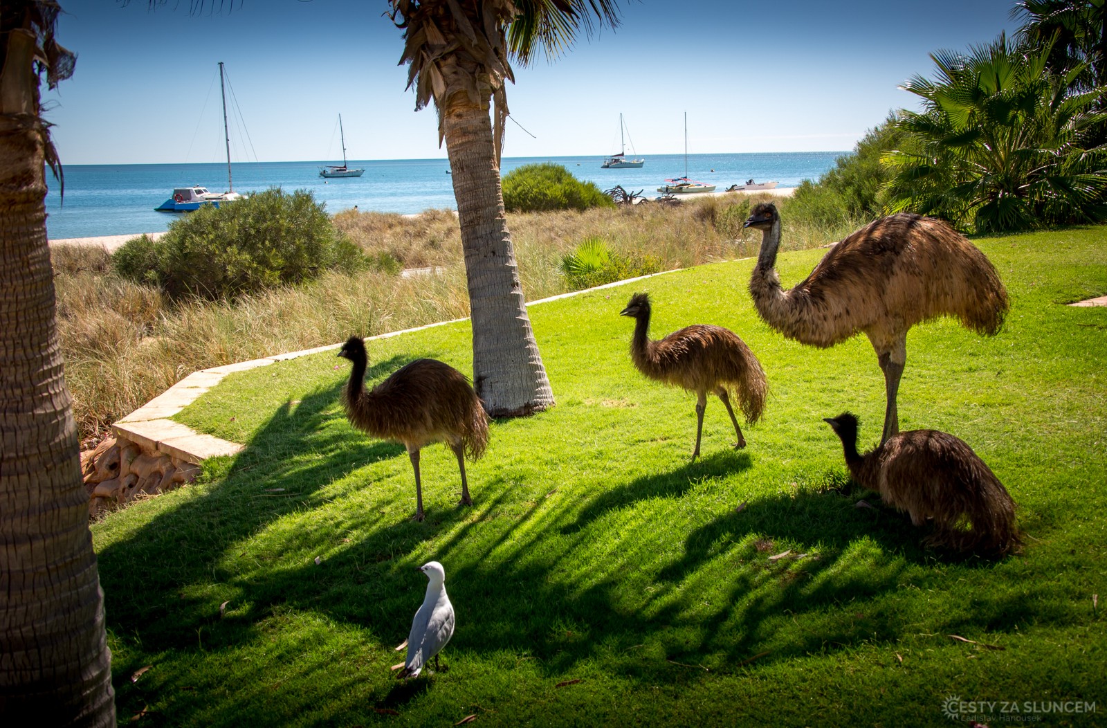 Pobřeží u Monkey Mia - Ladislav Hanousek, Západní Austrálie