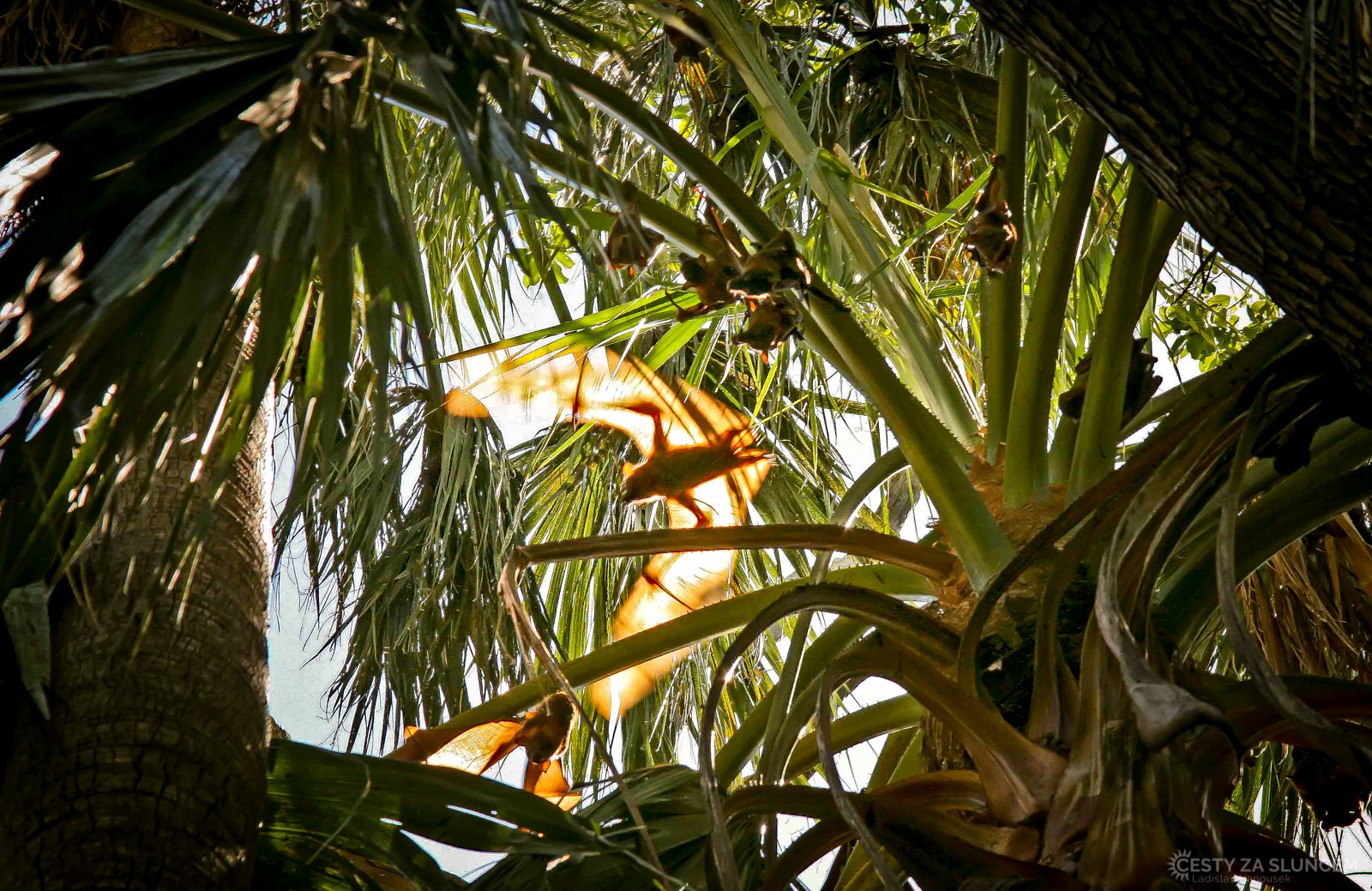 Thermal Pool Mataranka. Netopýři se tu shromažďují v listopadu. - Ladislav Hanousek, Střední Austrálie