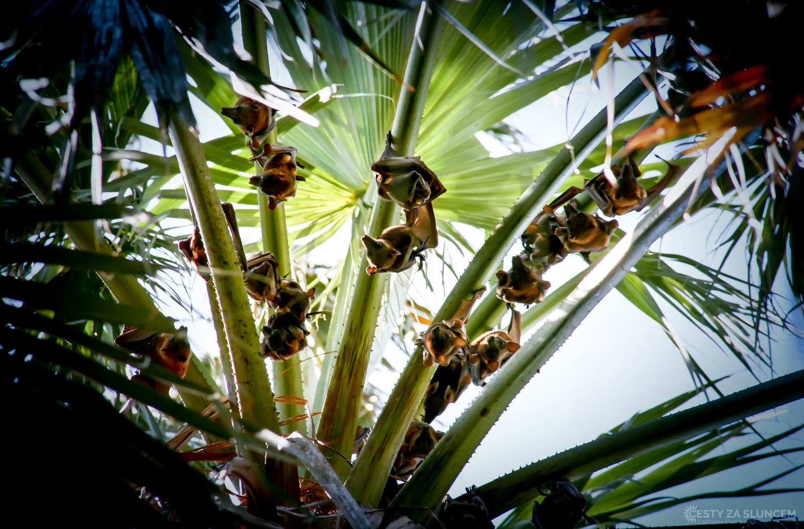 Národní park Elsey - Thermal Pool Mataranka - Ladislav Hanousek, Střední Austrálie