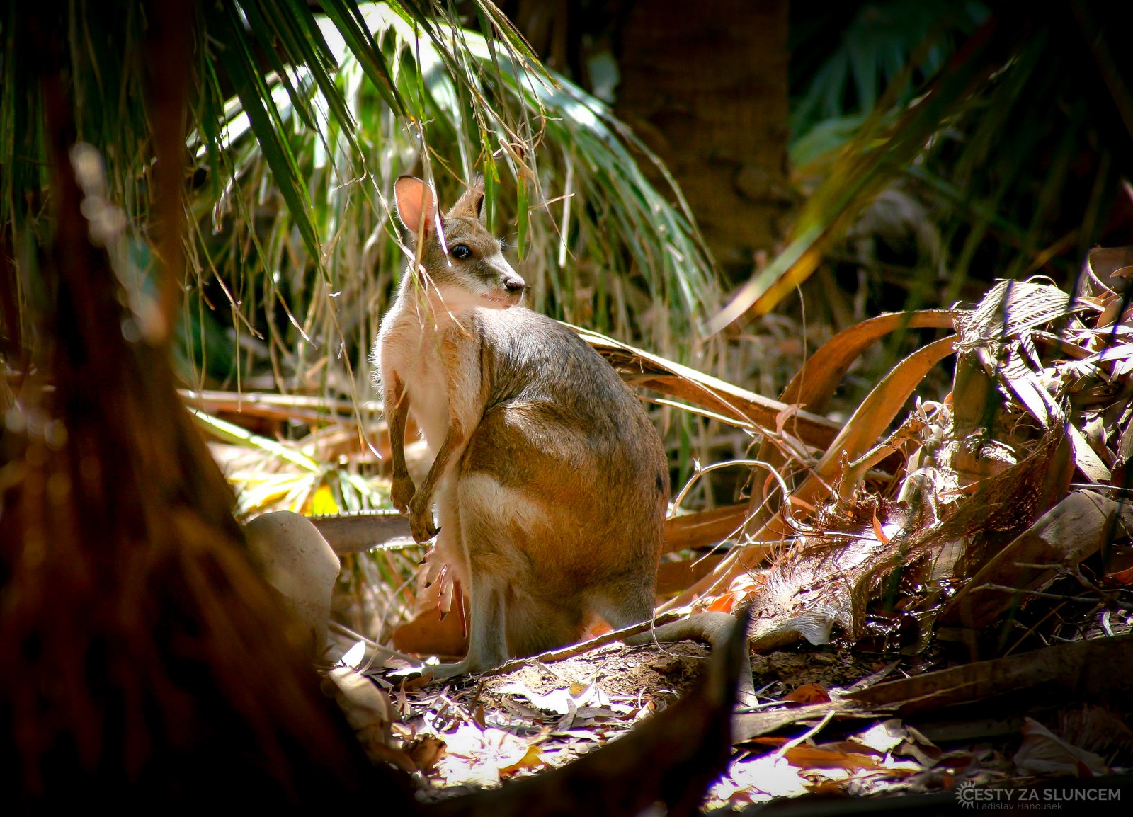 Národní park Elsey - Thermal Pool Mataranka - Ladislav Hanousek, Střední Austrálie