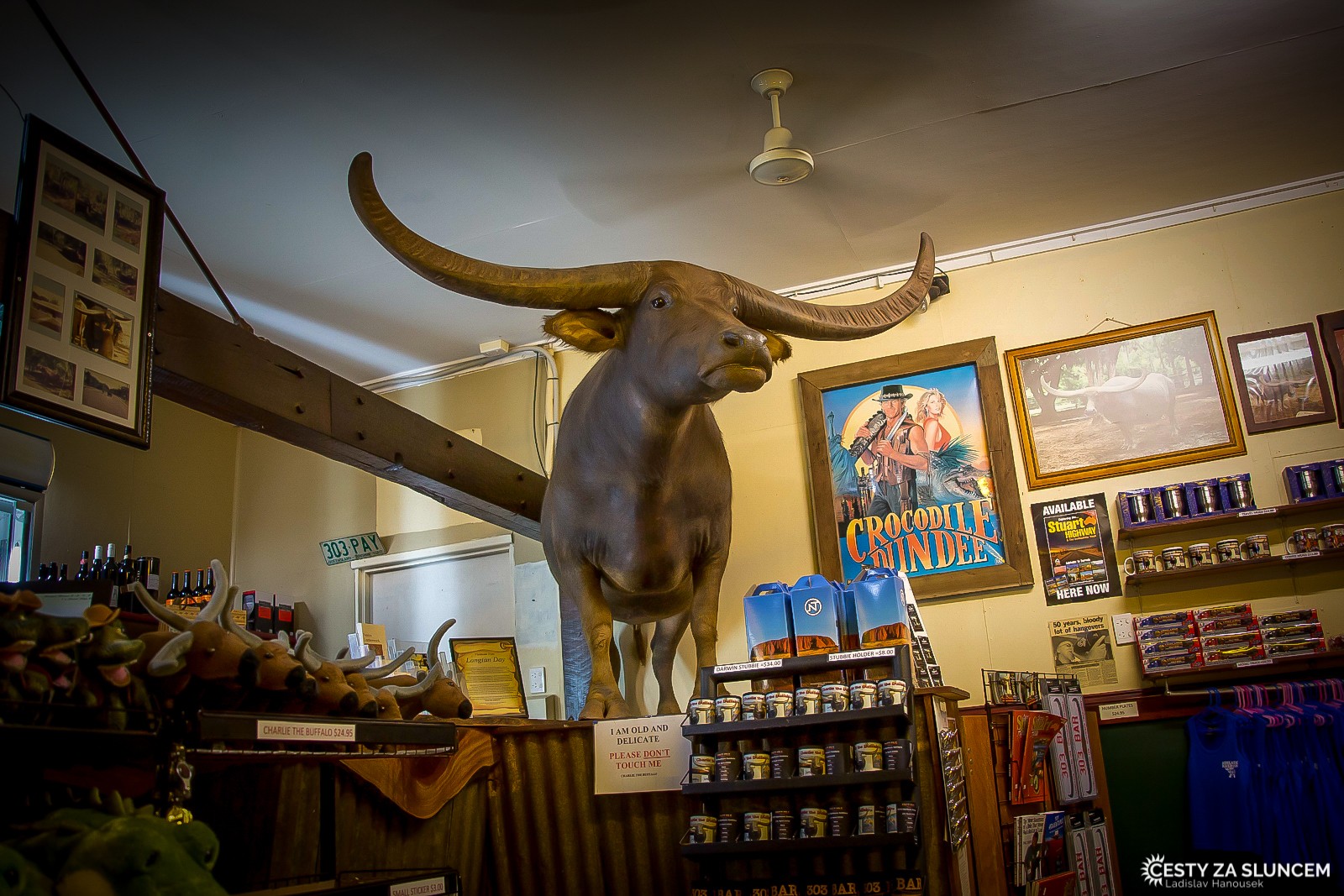 Adelaide River Inn - vycpaný buvol z filmu Krokodýl Dundee. - Ladislav Hanousek, Střední Austrálie