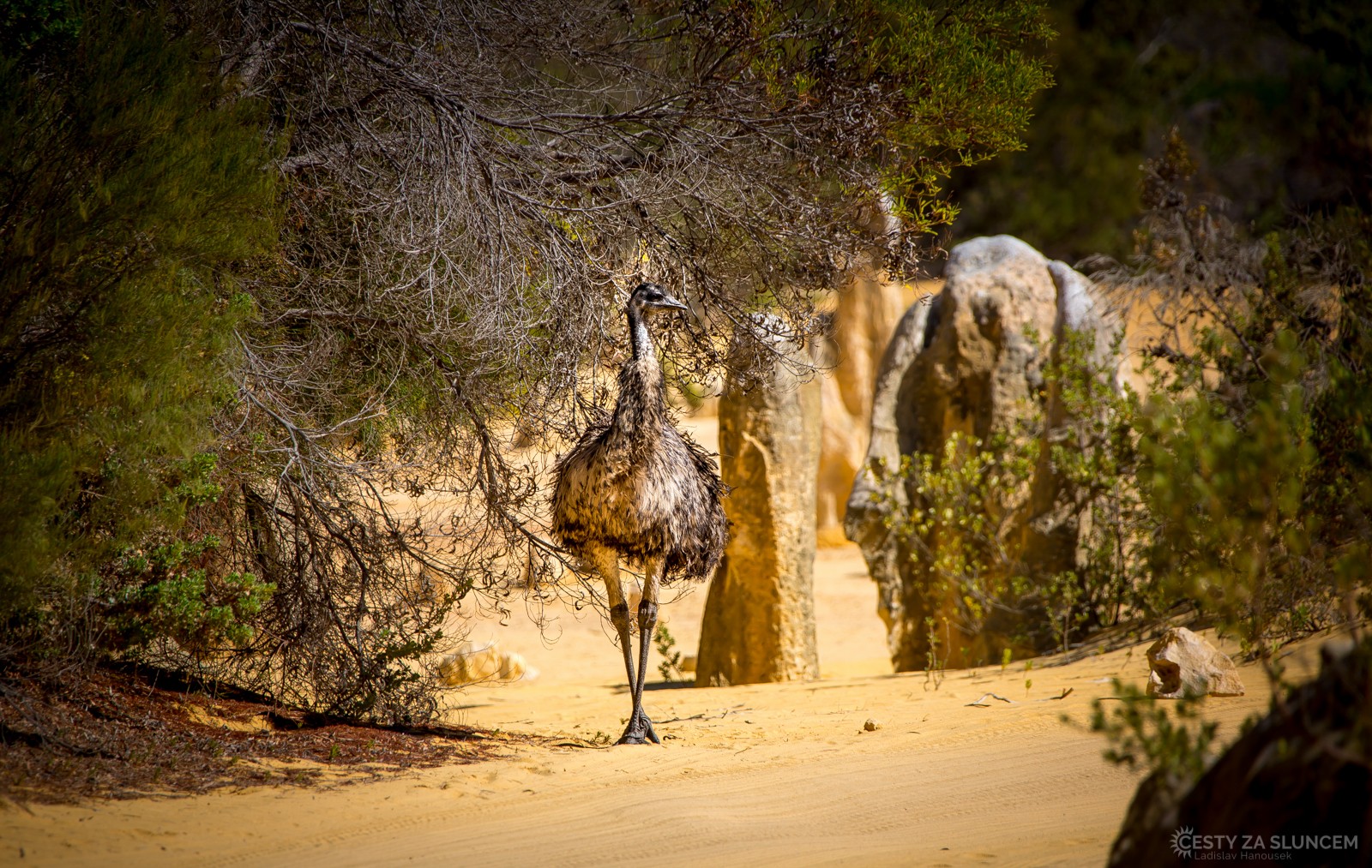 Nambung National Park - Ladislav Hanousek, Západní Austrálie