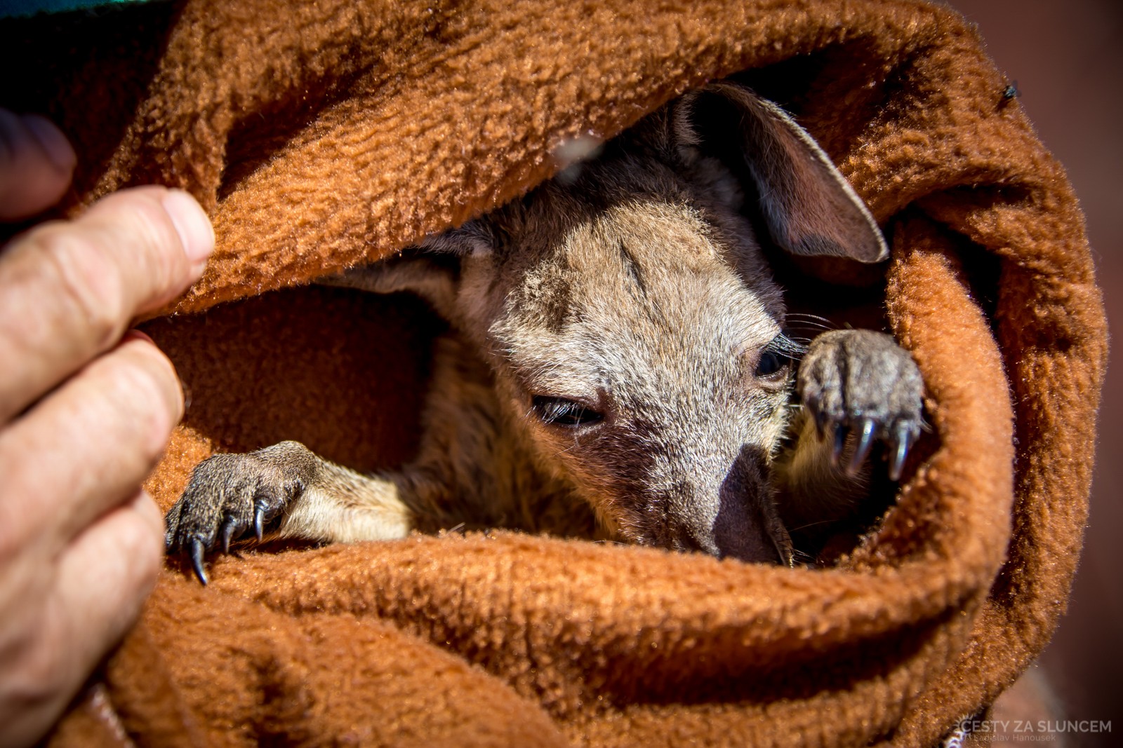 Malý osiřelý klokan v péči člověka - Ladislav Hanousek, Západní Austrálie