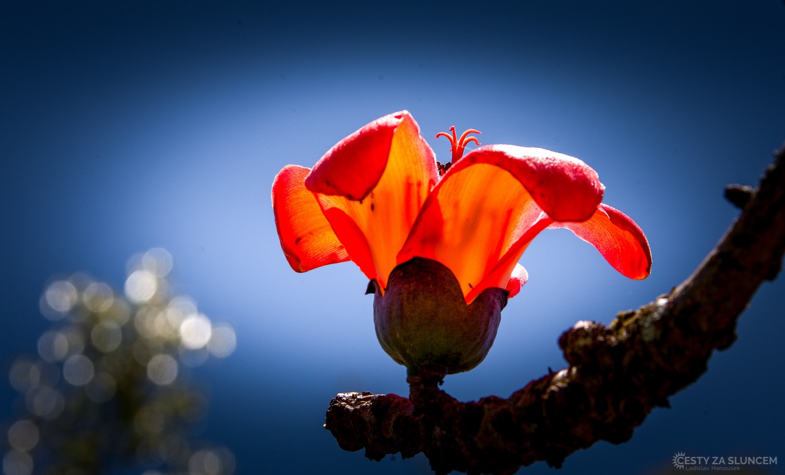 Příroda v okolí města Cairns - Ladislav Hanousek, Východní Austrálie