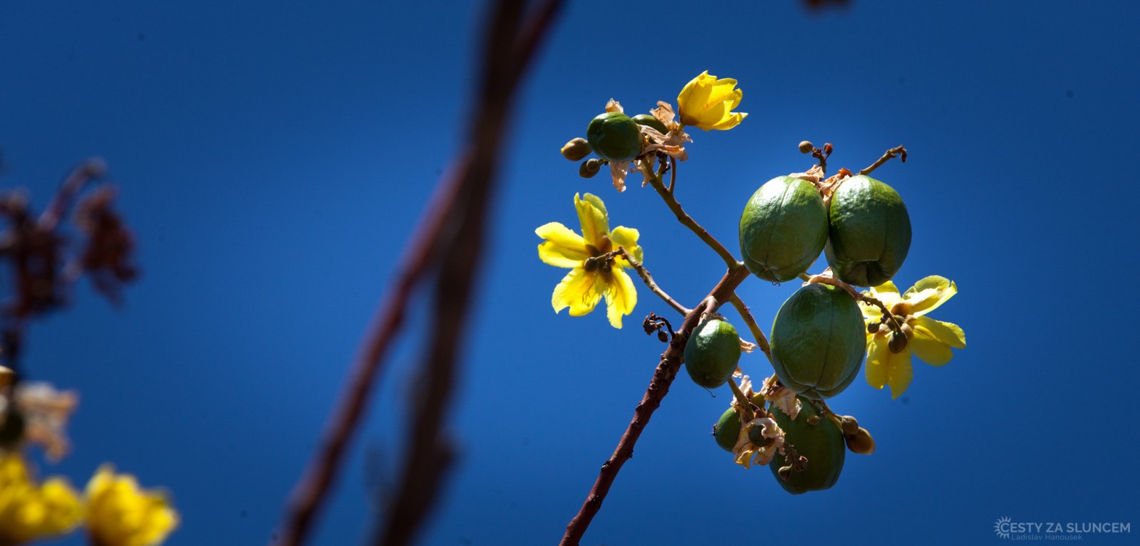 Blue Mountains - Ladislav Hanousek, Východní Austrálie