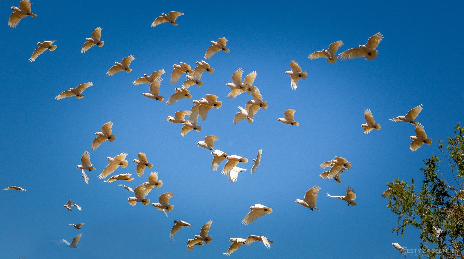 Cesta z Undara Volcanic NP do centra Austrálie k Uluru - Ladislav Hanousek, Východní Austrálie