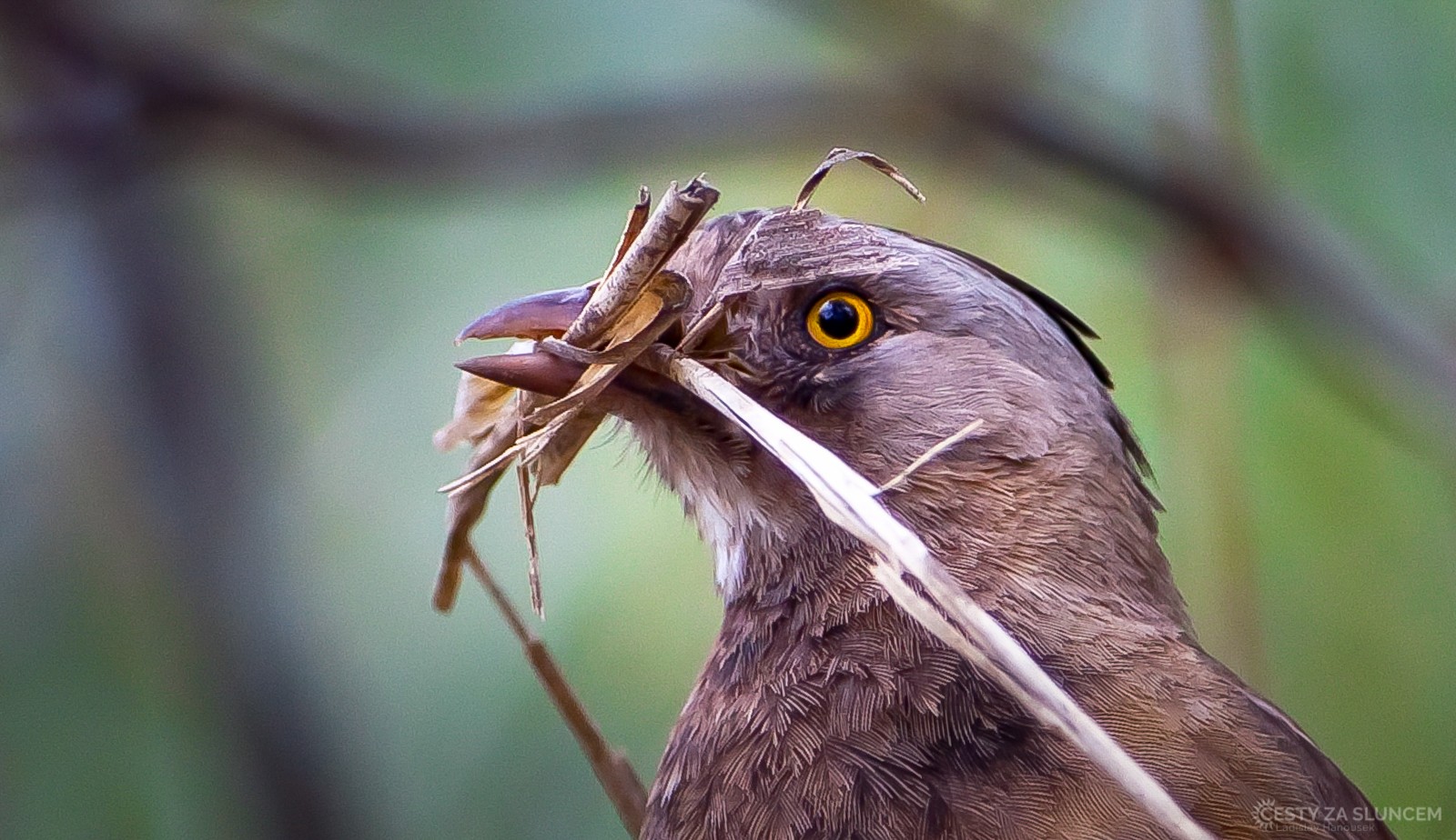 Blue Mountains - Ladislav Hanousek, Východní Austrálie