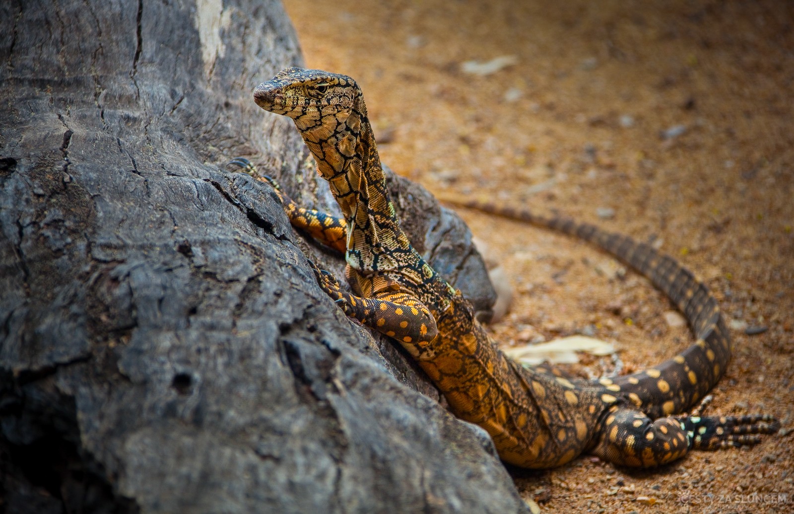 Na cestě do centra Austrálie postupně přibývá počet varanů a agam. - Ladislav Hanousek, Východní Austrálie