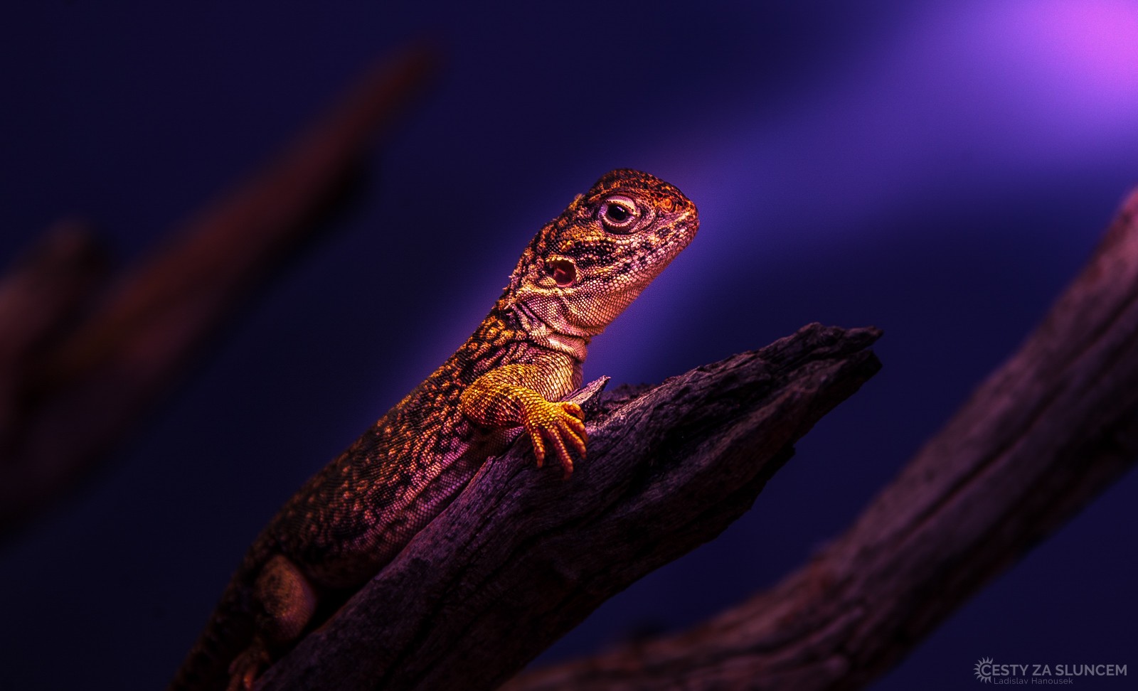 Když posvítíme na agamu baterkou, zastaví se a chvíli si nás prohlíží. Ani k tomu nepotřebuje pootočit hlavu (-: - Ladislav Hanousek, Východní Austrálie