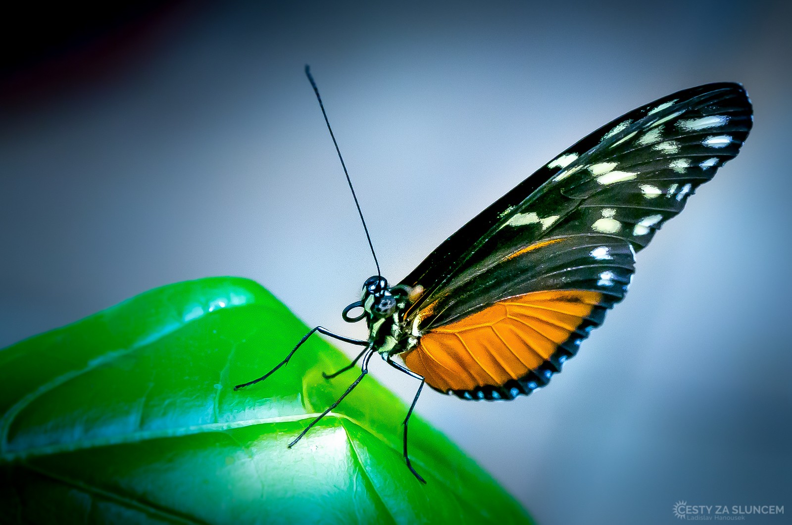 Motýlí dům Žírovice u Mariánských Lázní - Ladislav Hanousek, Motýli