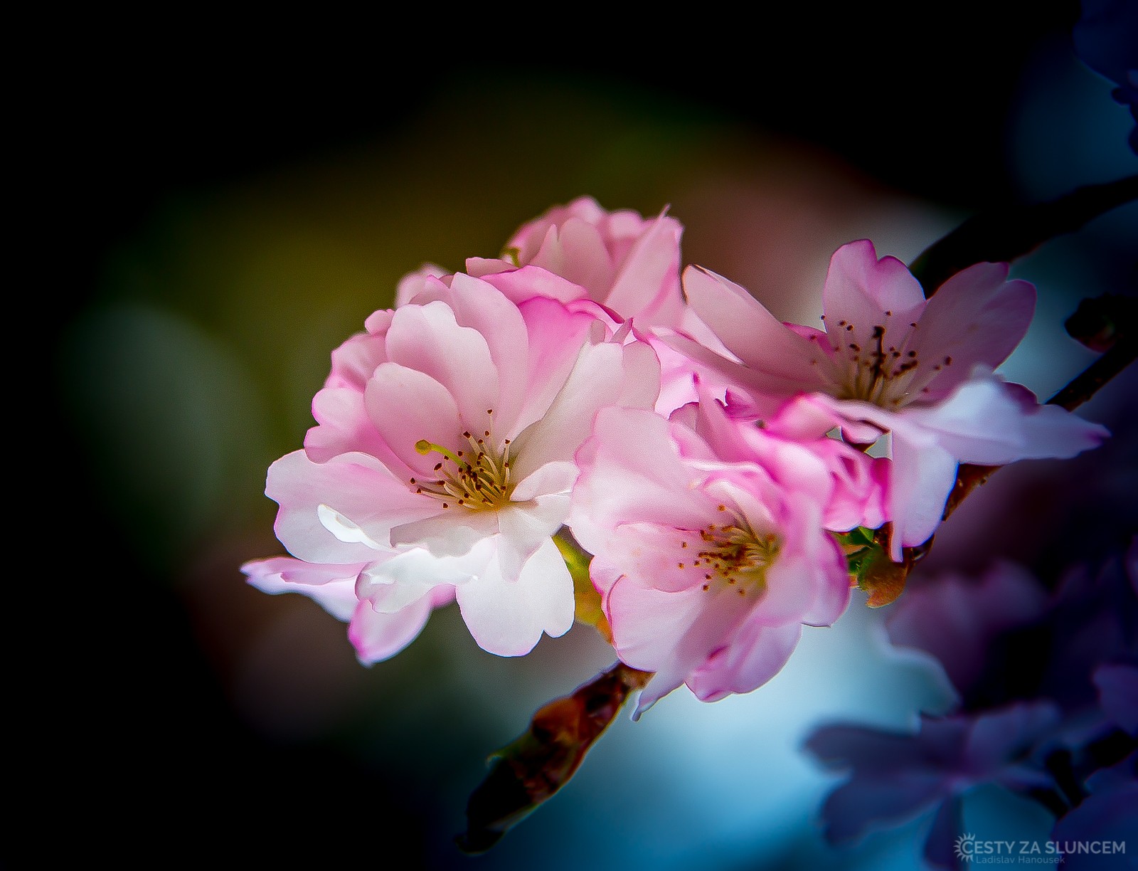 Sakury V Dendrologické zahradě v Průhonicích. - Ladislav Hanousek, Flora