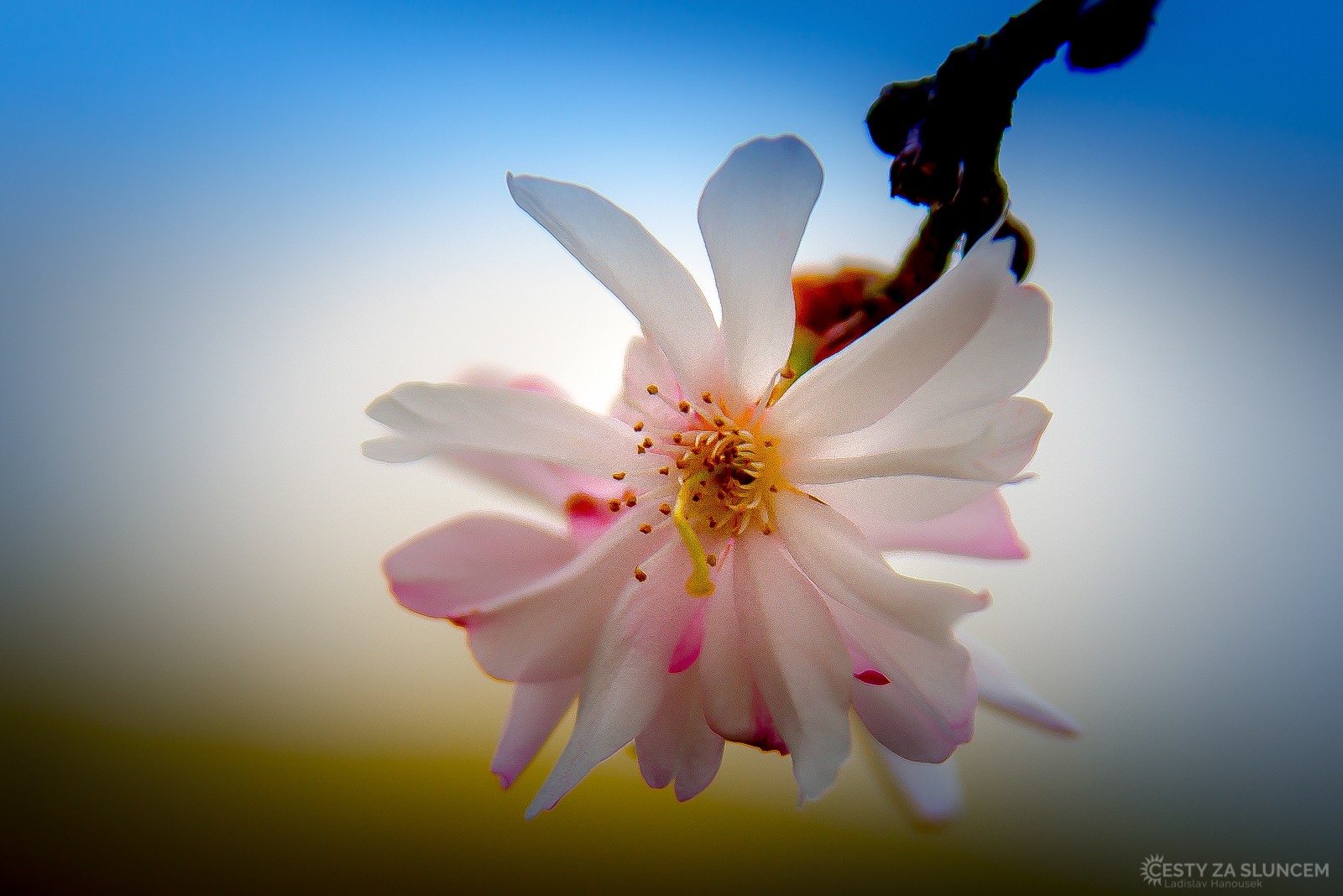 Hanami - svátek sakur V Dendrologické zahradě v Průhonicích. - Ladislav Hanousek, Flora