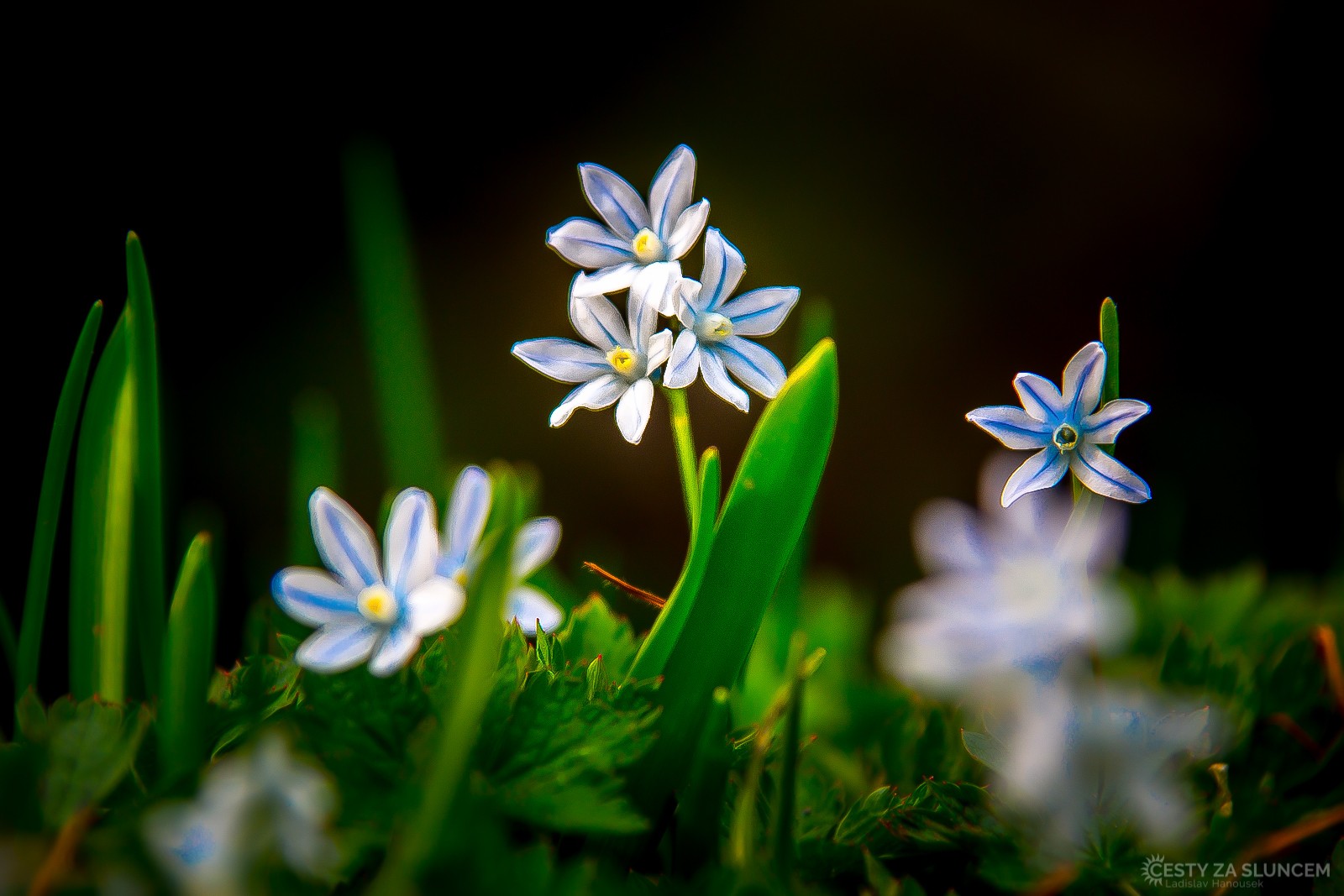 Dendrologická zahrada v Průhonicích. - Ladislav Hanousek, Flora
