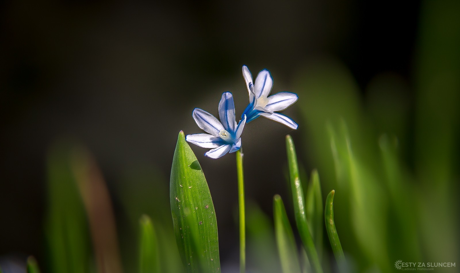 Dendrologická zahrada v Průhonicích. - Ladislav Hanousek, Flora
