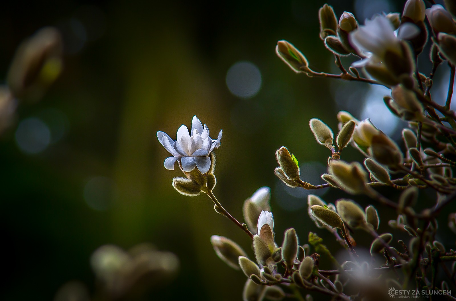 Dendrologická zahrada v Průhonicích. - Ladislav Hanousek, Flora