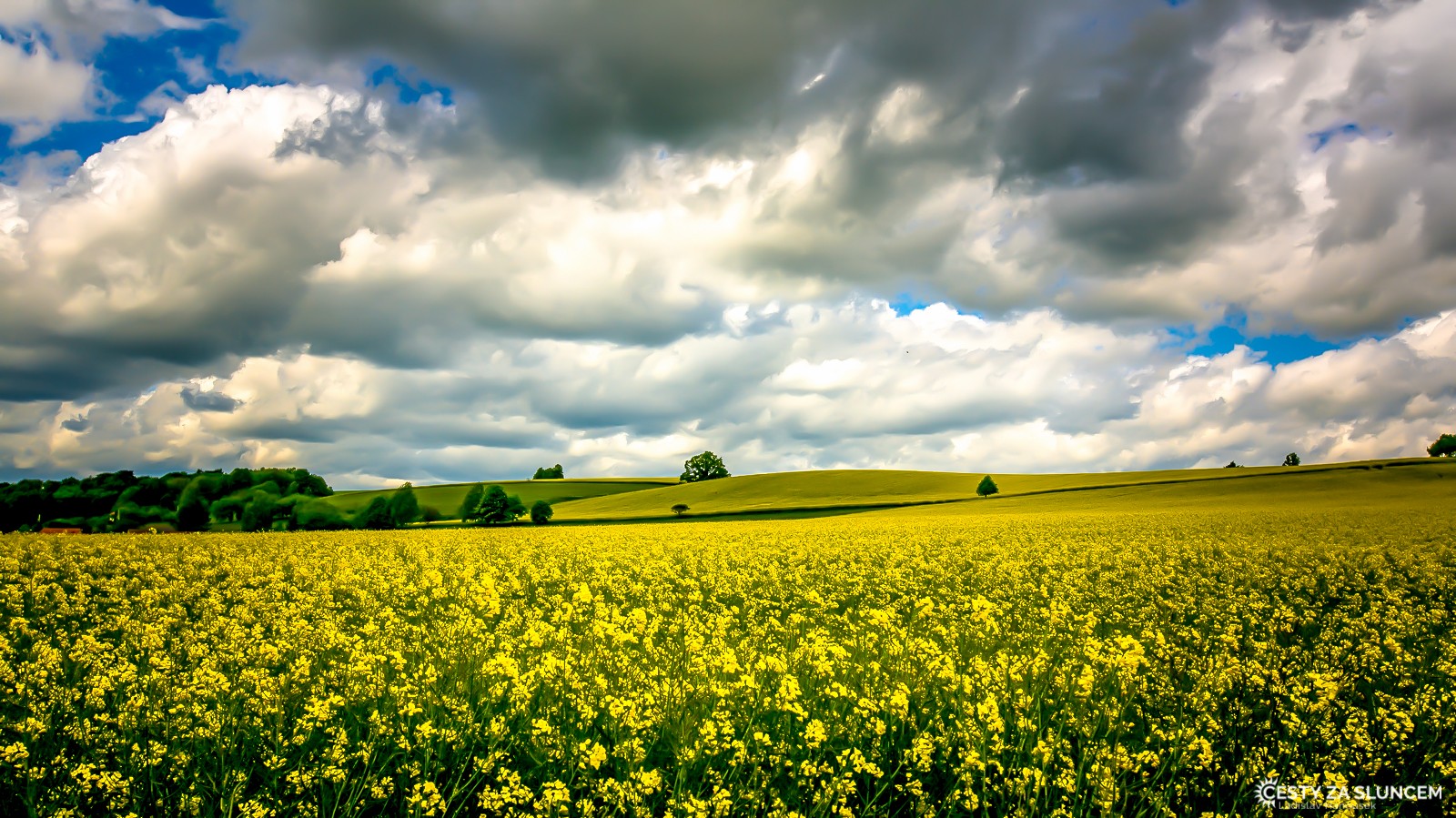 Saské Švýcarsko - Ladislav Hanousek, Květiny a stromy