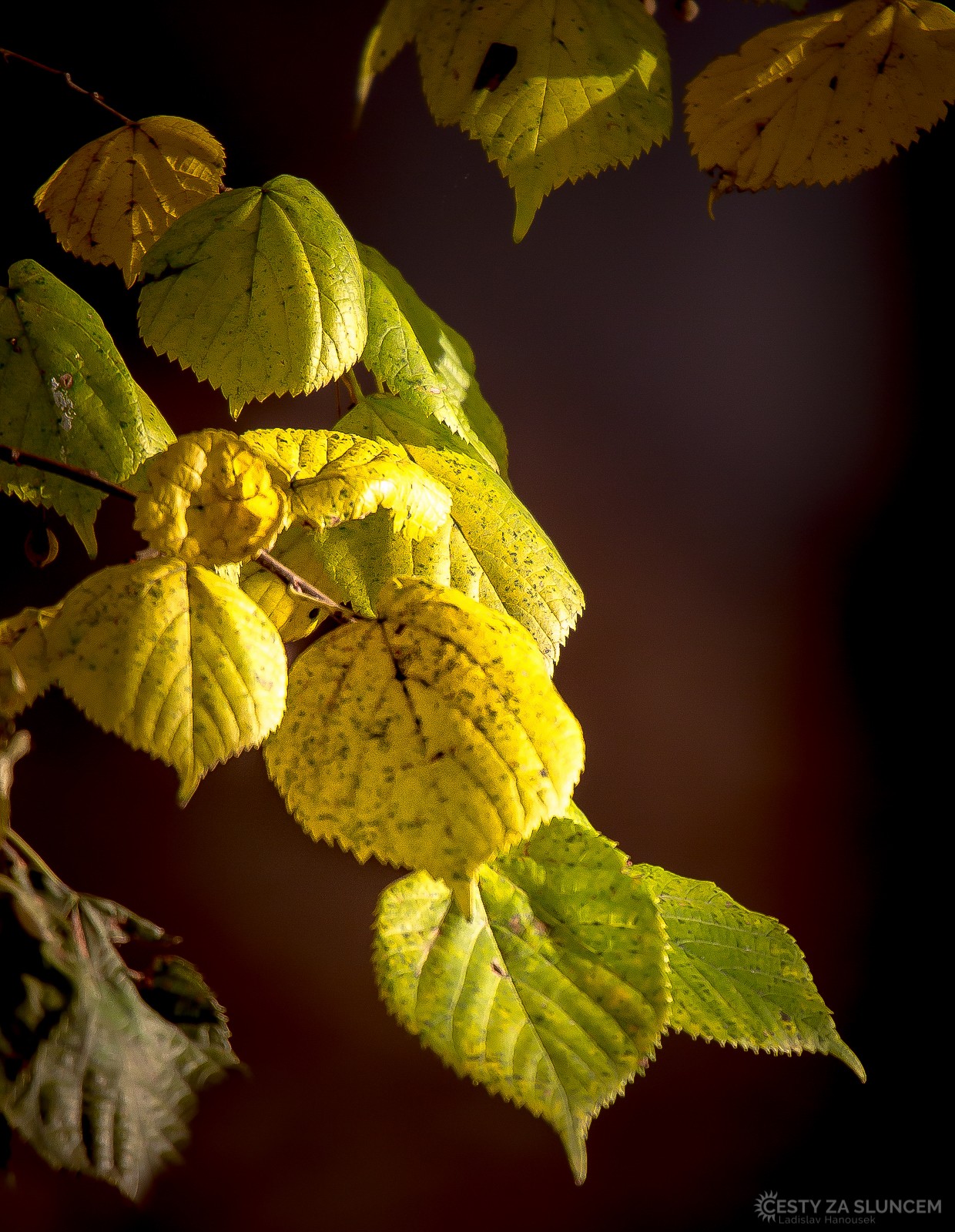 Wroclaw - Ladislav Hanousek, Evropa