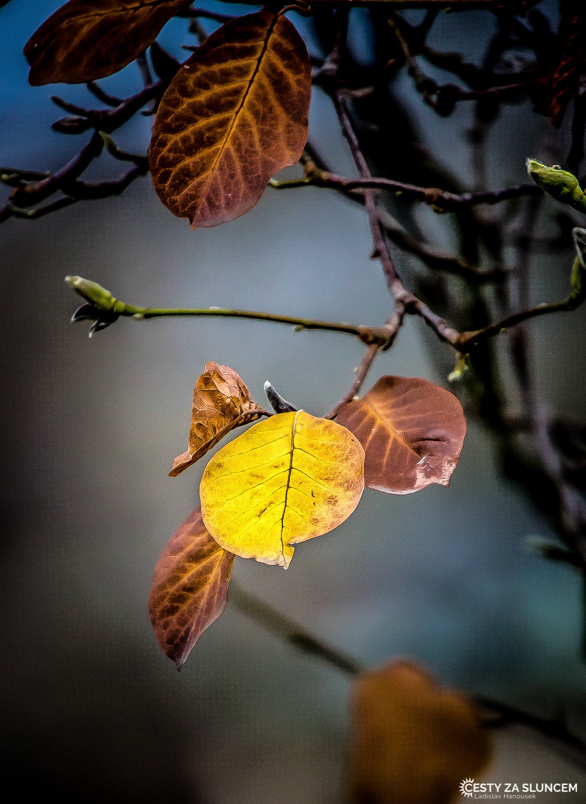 Wilhelma Stuttgart - Ladislav Hanousek, Evropa