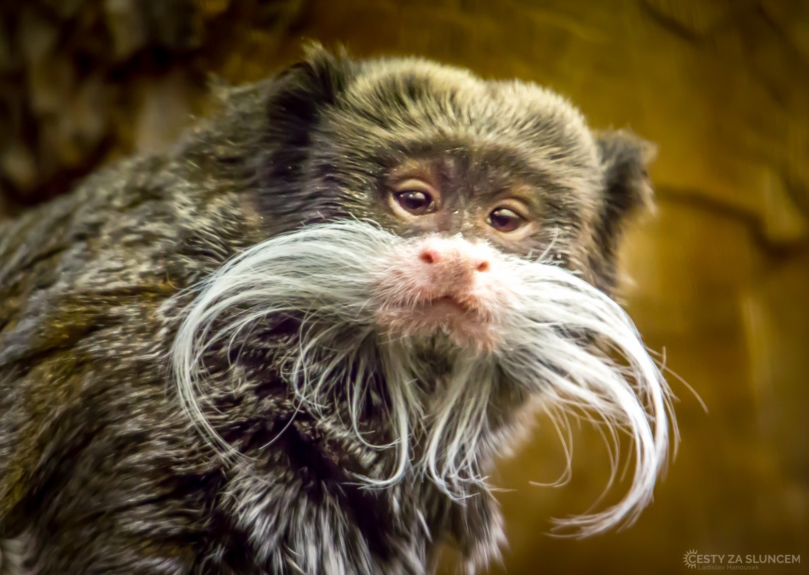 Wilhelma Stuttgart - Ladislav Hanousek, Evropa