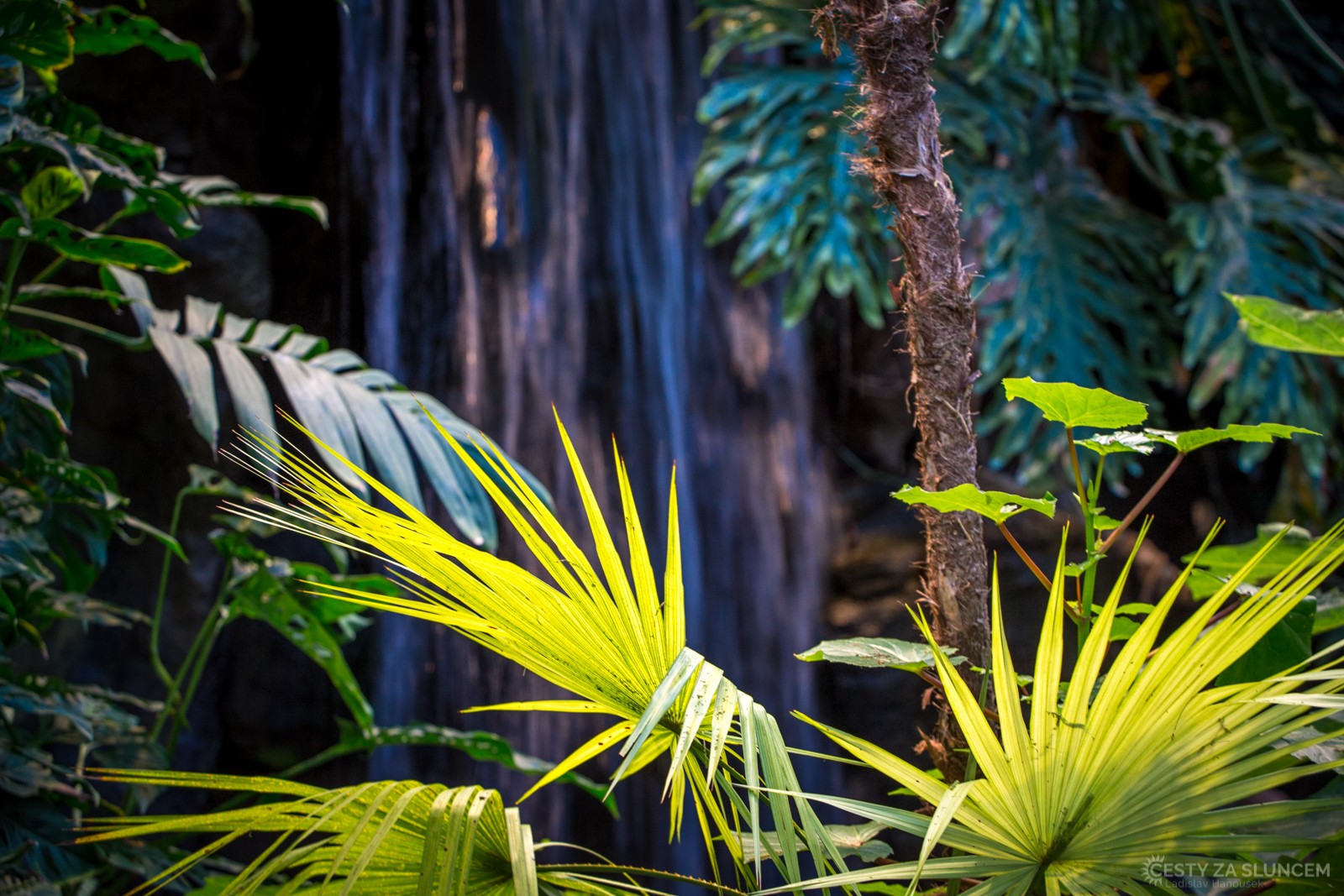 Wilhelma Stuttgart - Ladislav Hanousek, Evropa