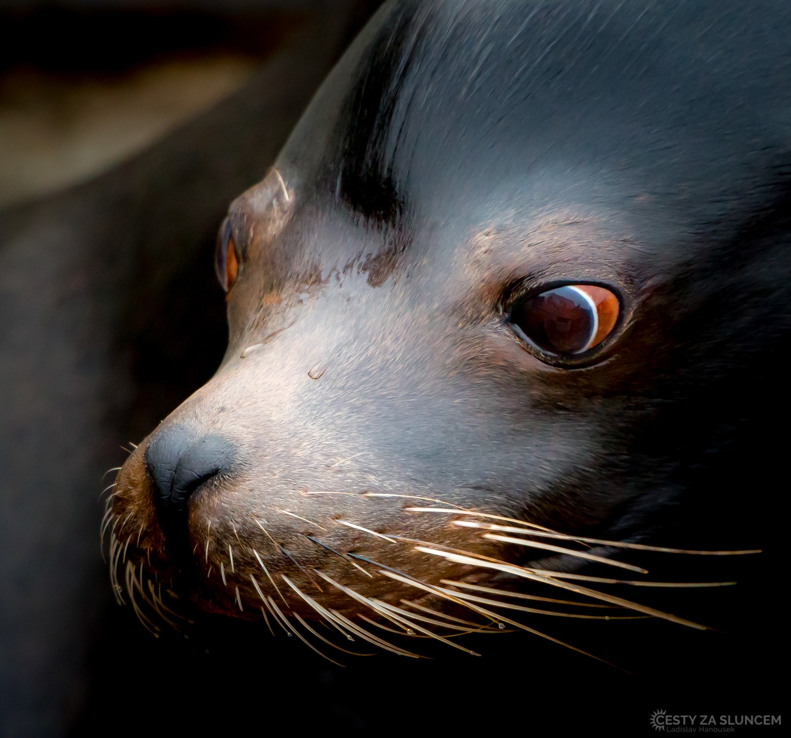 Wilhelma Stuttgart - Ladislav Hanousek, Evropa