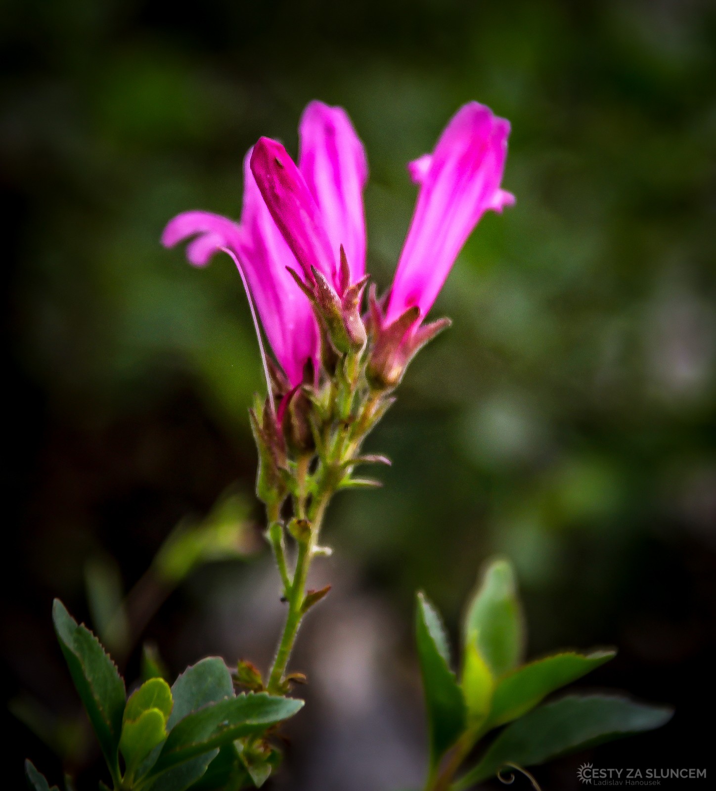 Vysokohorské květy v průsmyku Tioga Pass. - Ladislav Hanousek, Yosemite NP