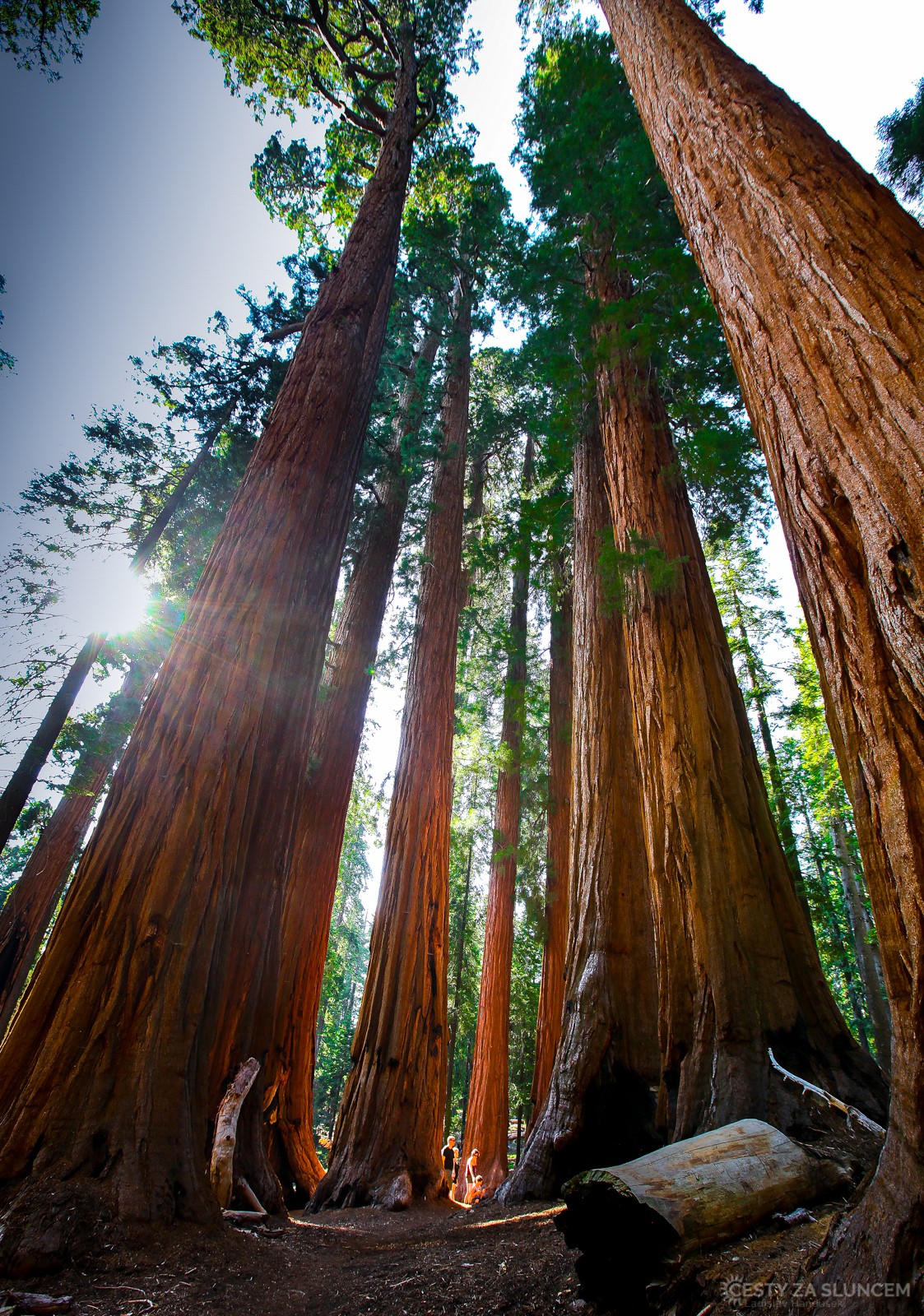 Skupina sekvojí nazvaná The Senat - Ladislav Hanousek, Sequoia and Kings Canyon NP