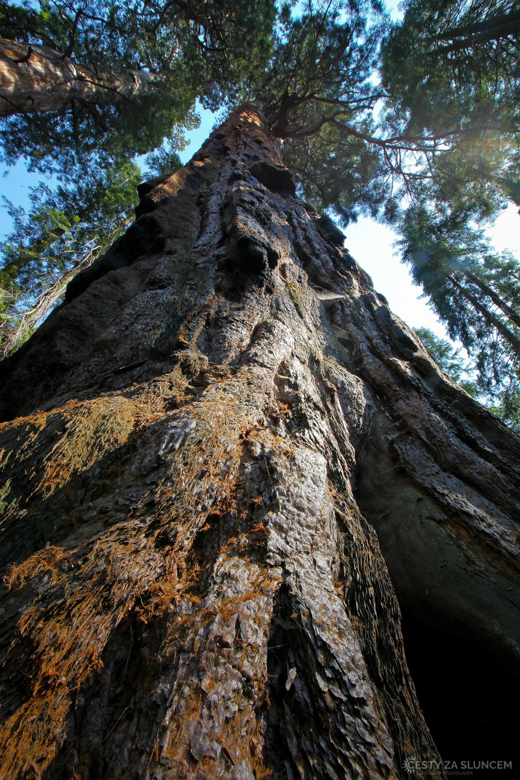 Kůra sekvojí je až 50 i 60 cm tlustá, je měkká jako korek, ale téměř nehořlavá. - Ladislav Hanousek, Sequoia and Kings Canyon NP