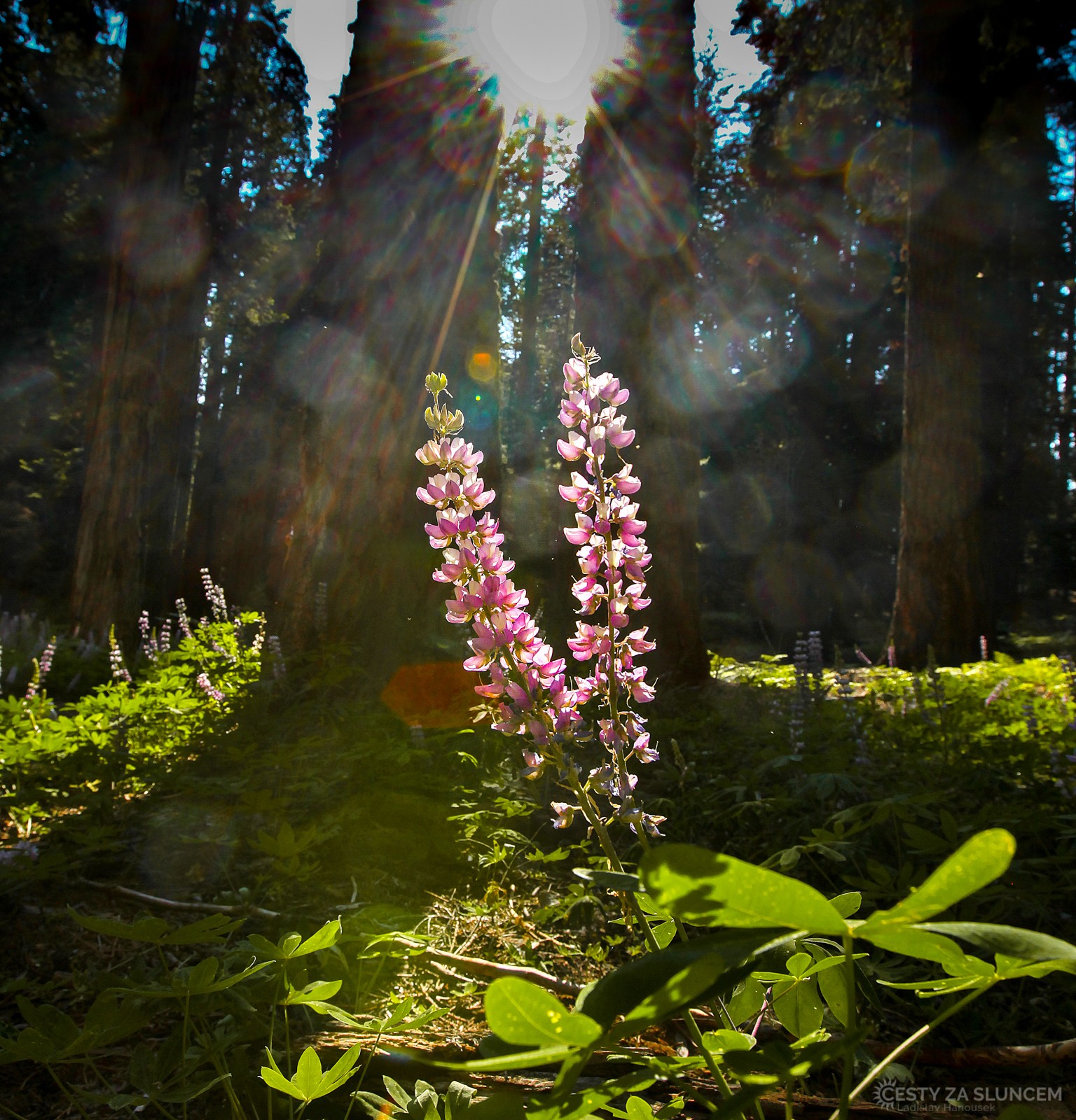 Vlčí bob pod korunami sekjvojí v místě The Senat kvete v červnu a v červenci. - Ladislav Hanousek, Sequoia and Kings Canyon NP
