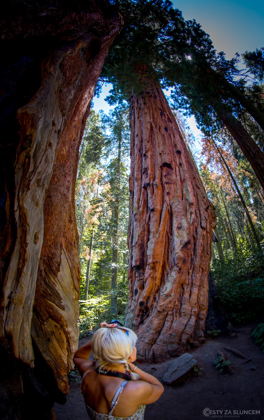 Výška stromů se na fotografiích zobrazuje ale jen obtížně. - Ladislav Hanousek, Sequoia and Kings Canyon NP